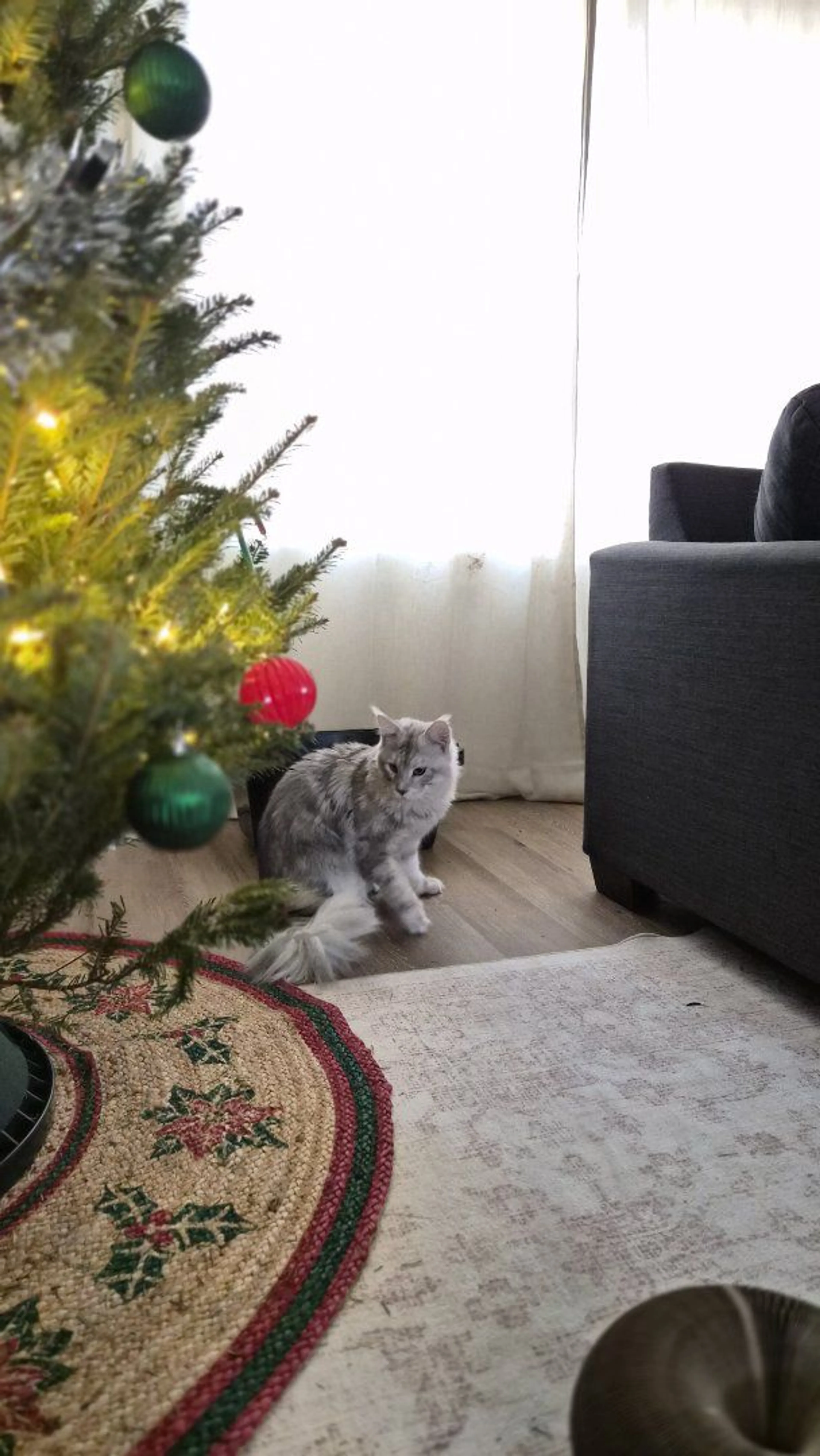 Lost pet-1