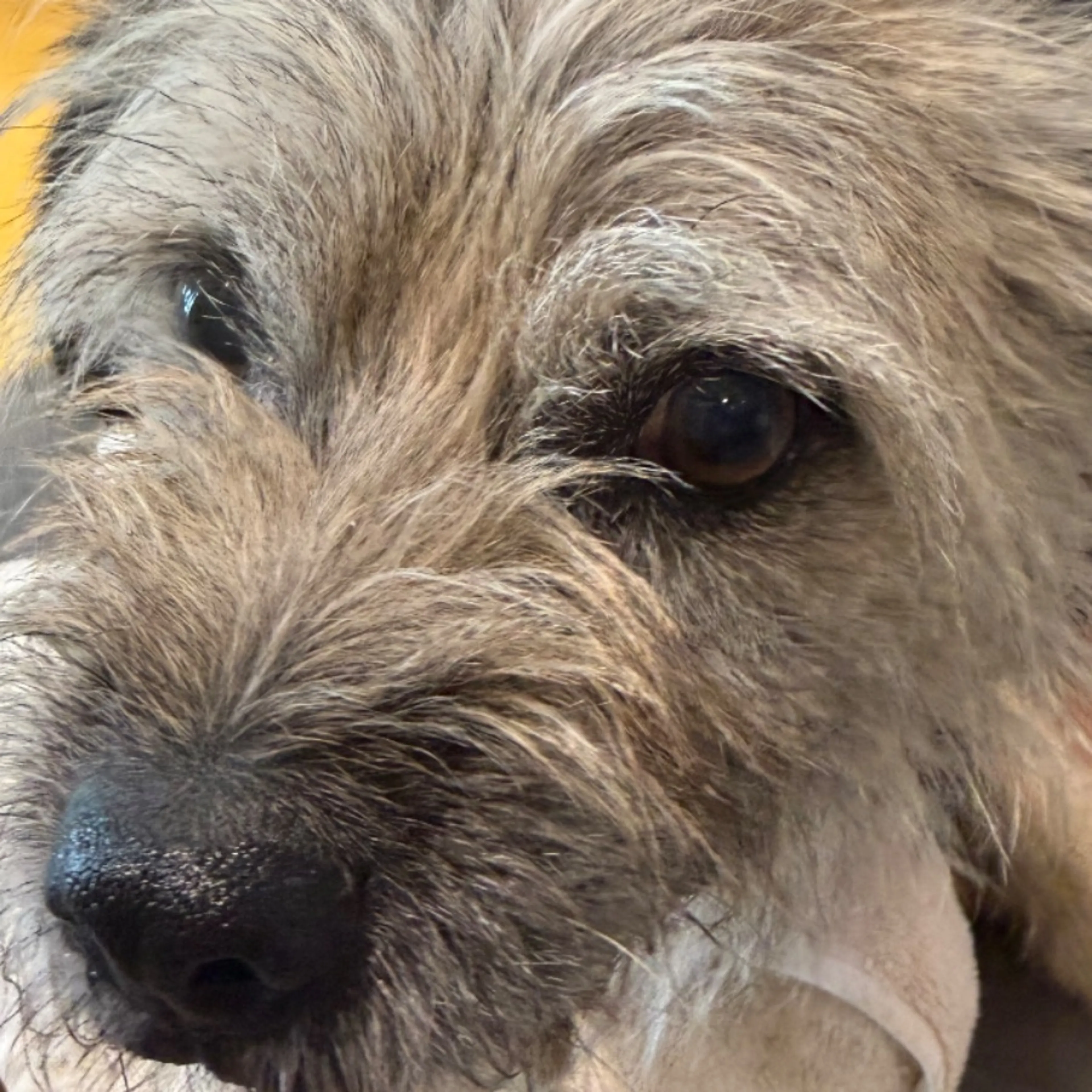 Found pet