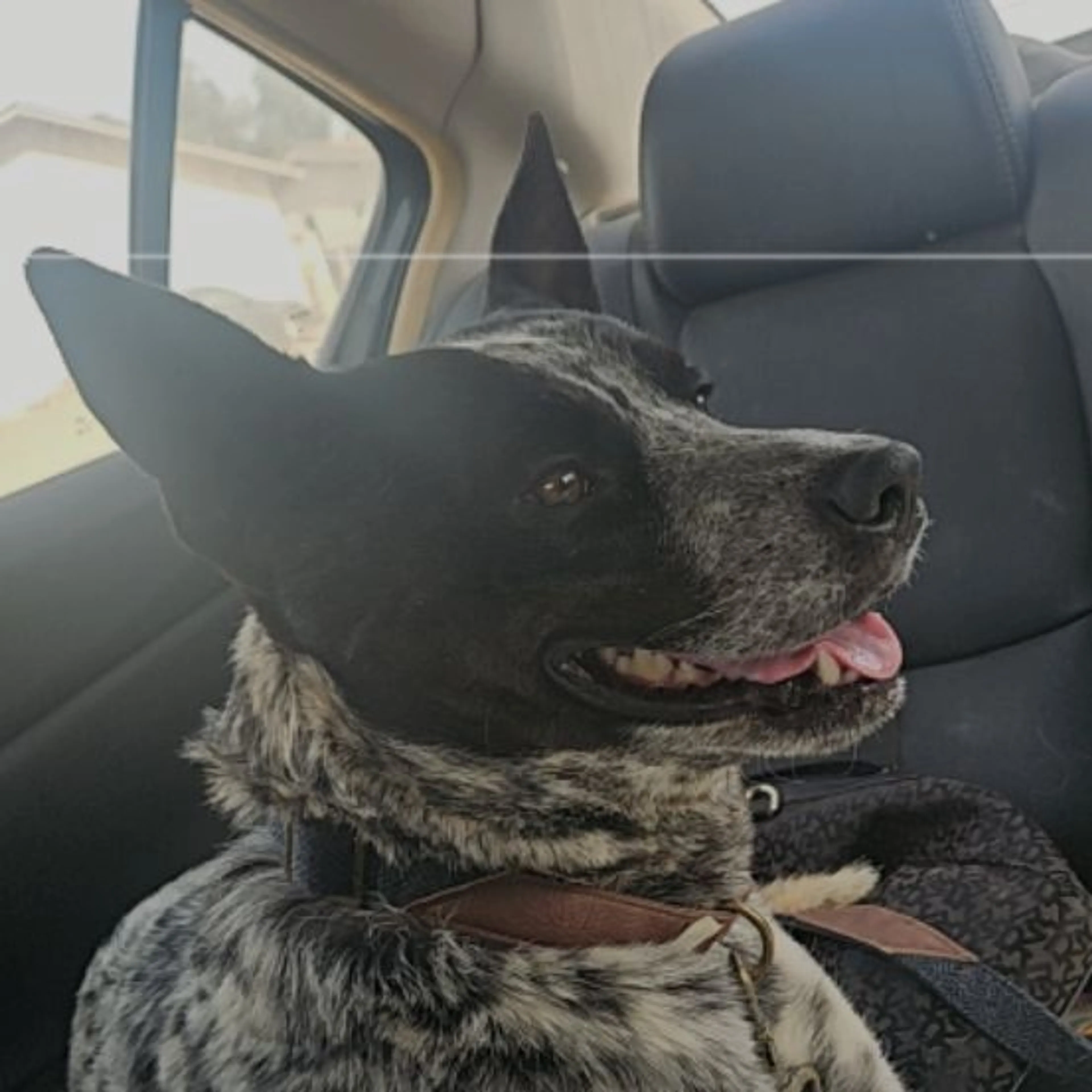 Found pet