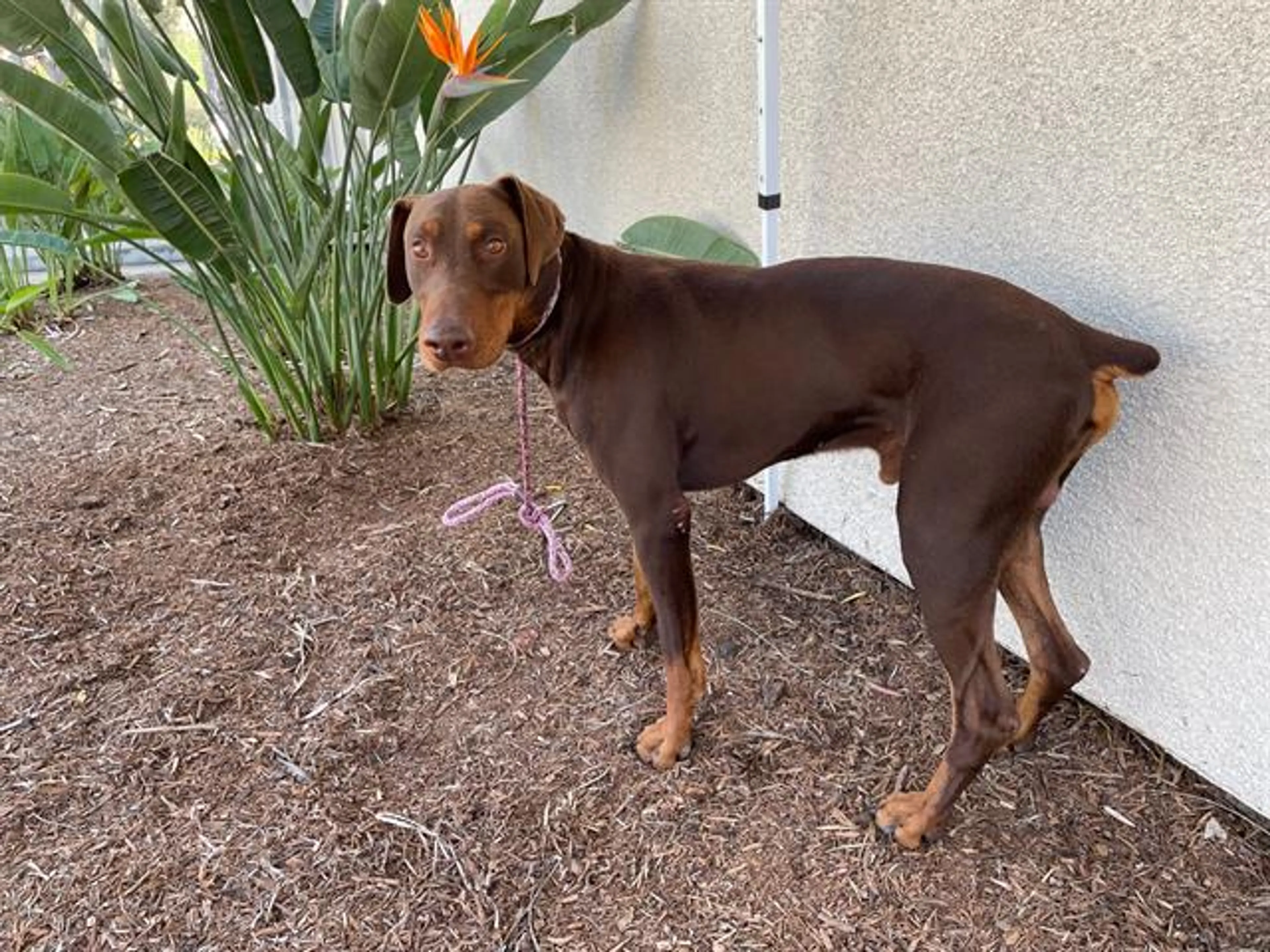 Found pet