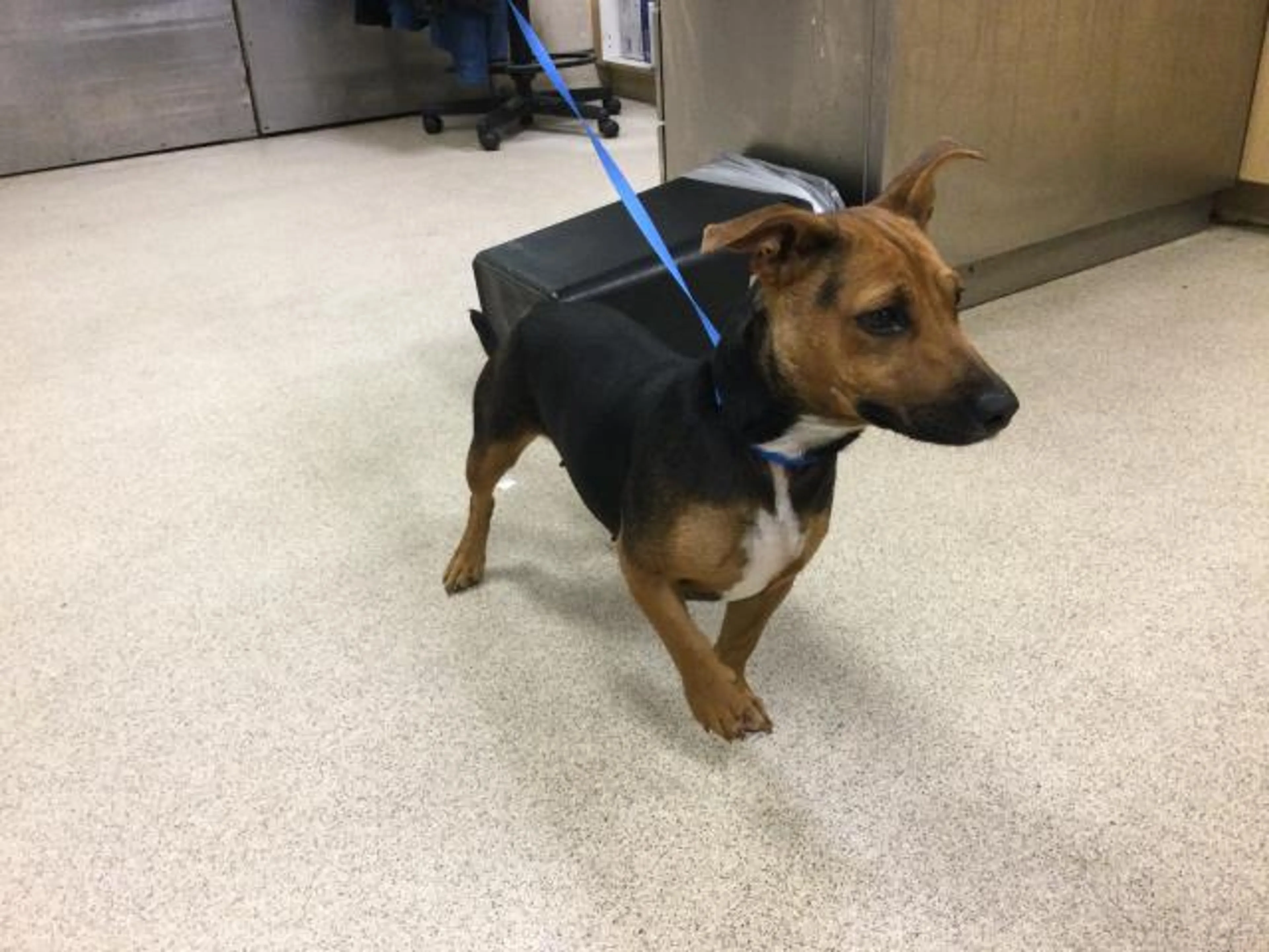 Found pet