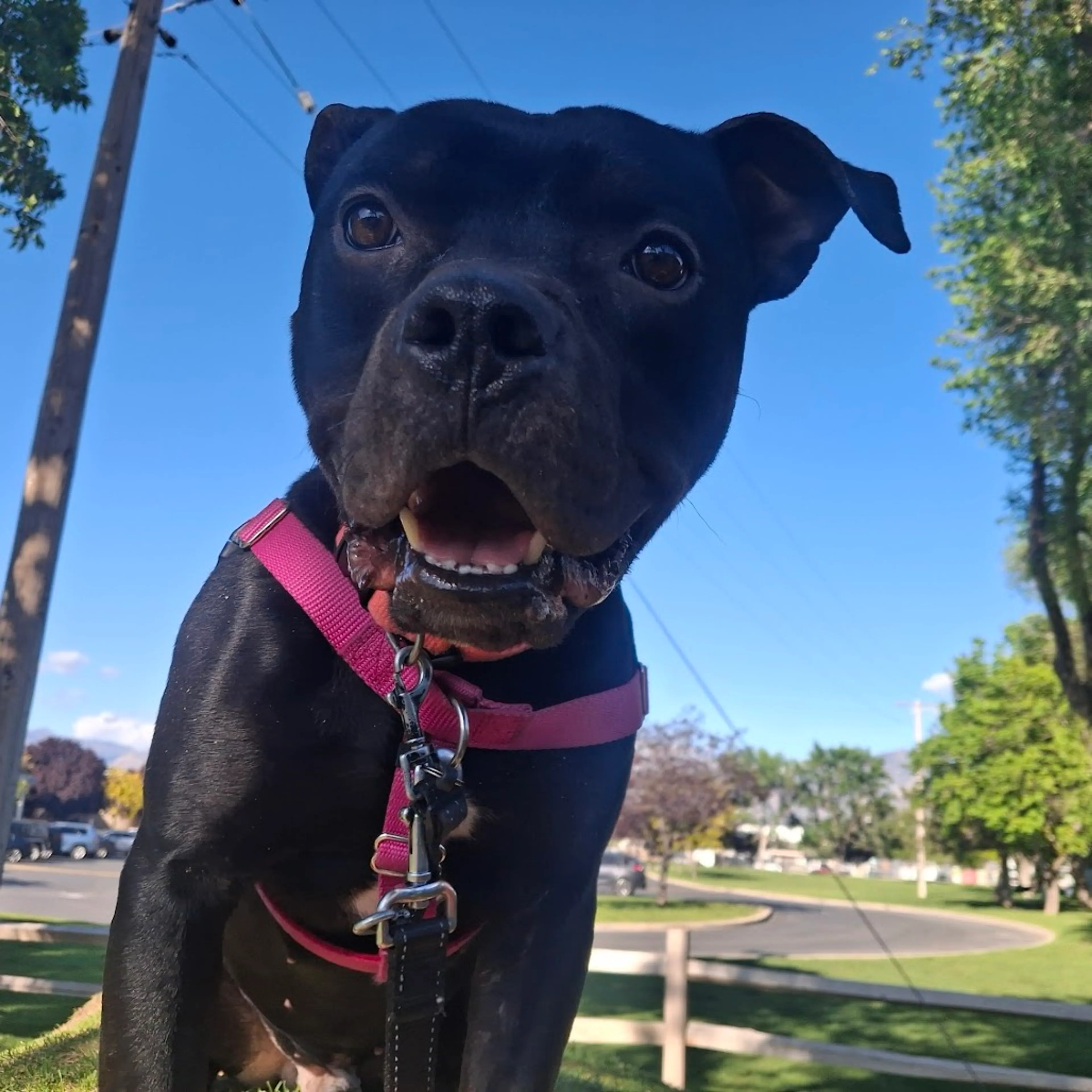 Found pet-1