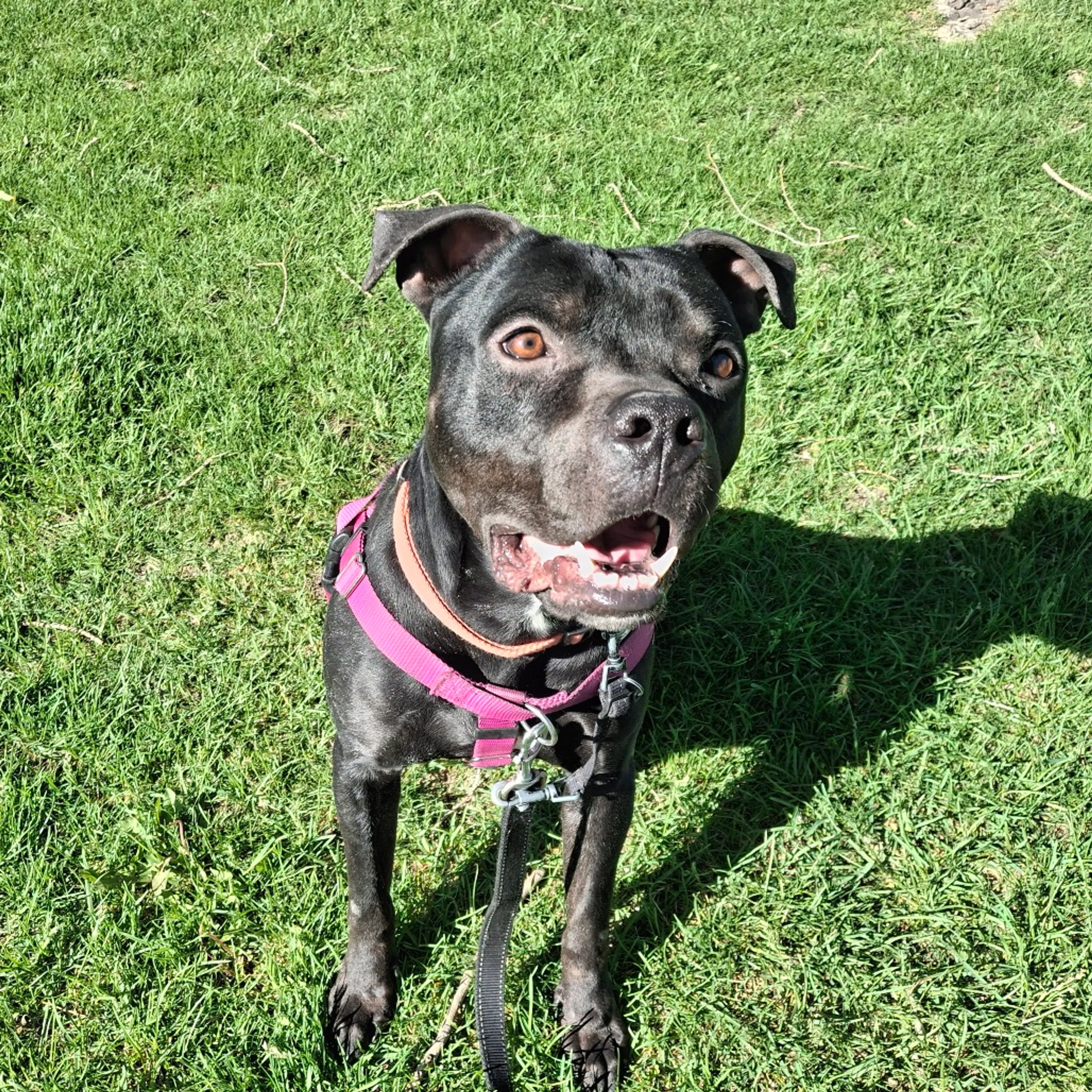 Found pet-2