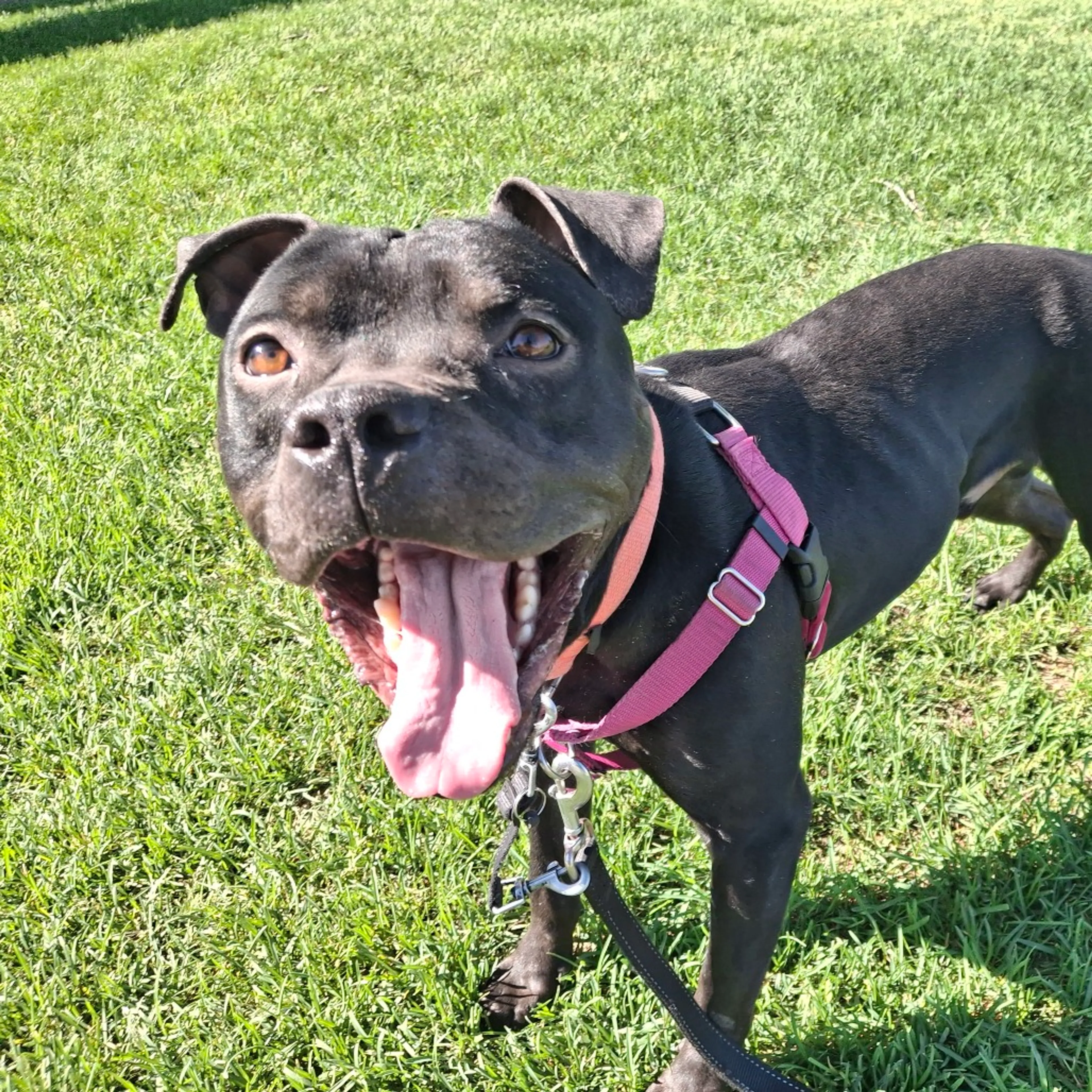 Found pet-3
