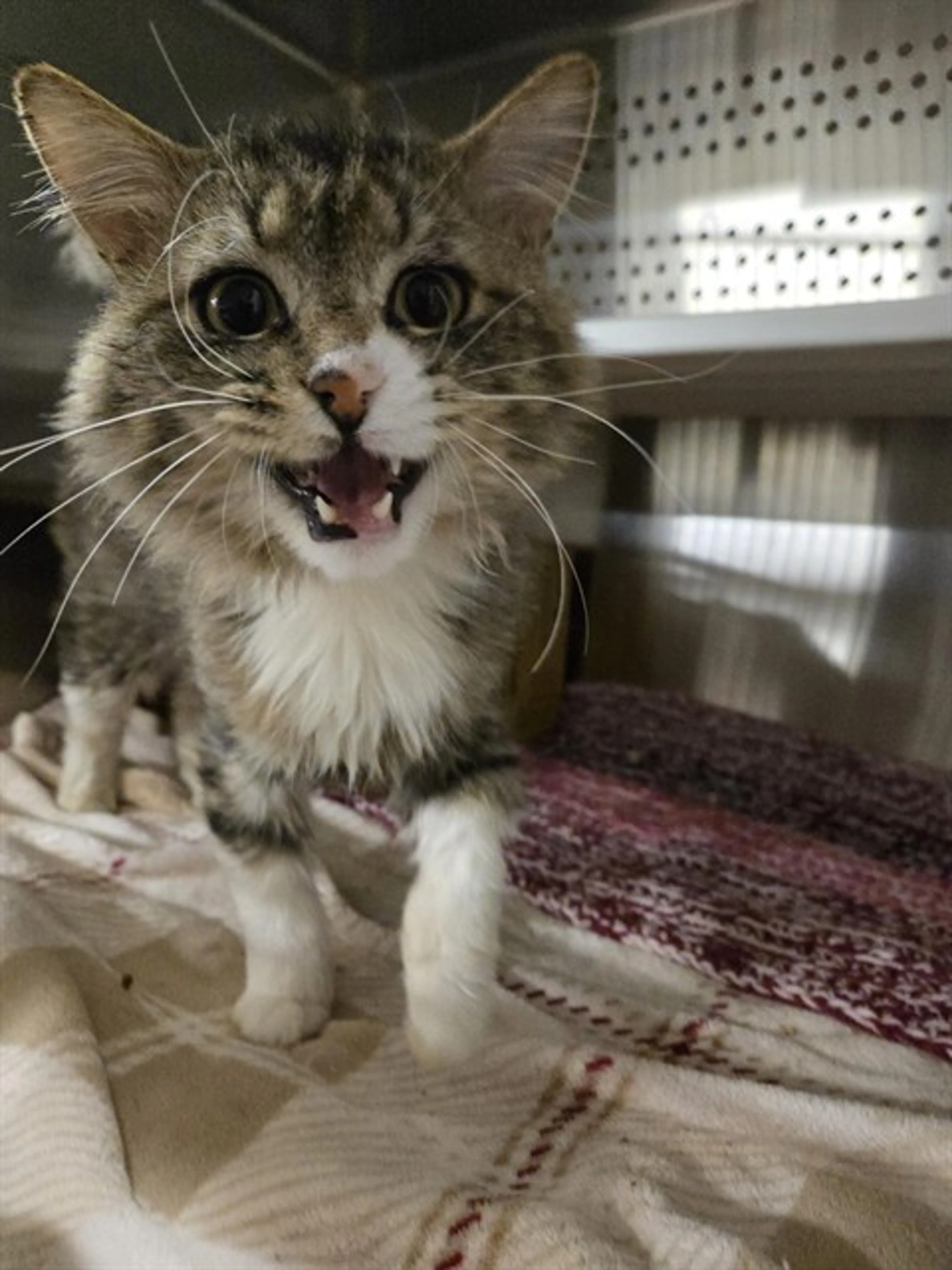 Found pet