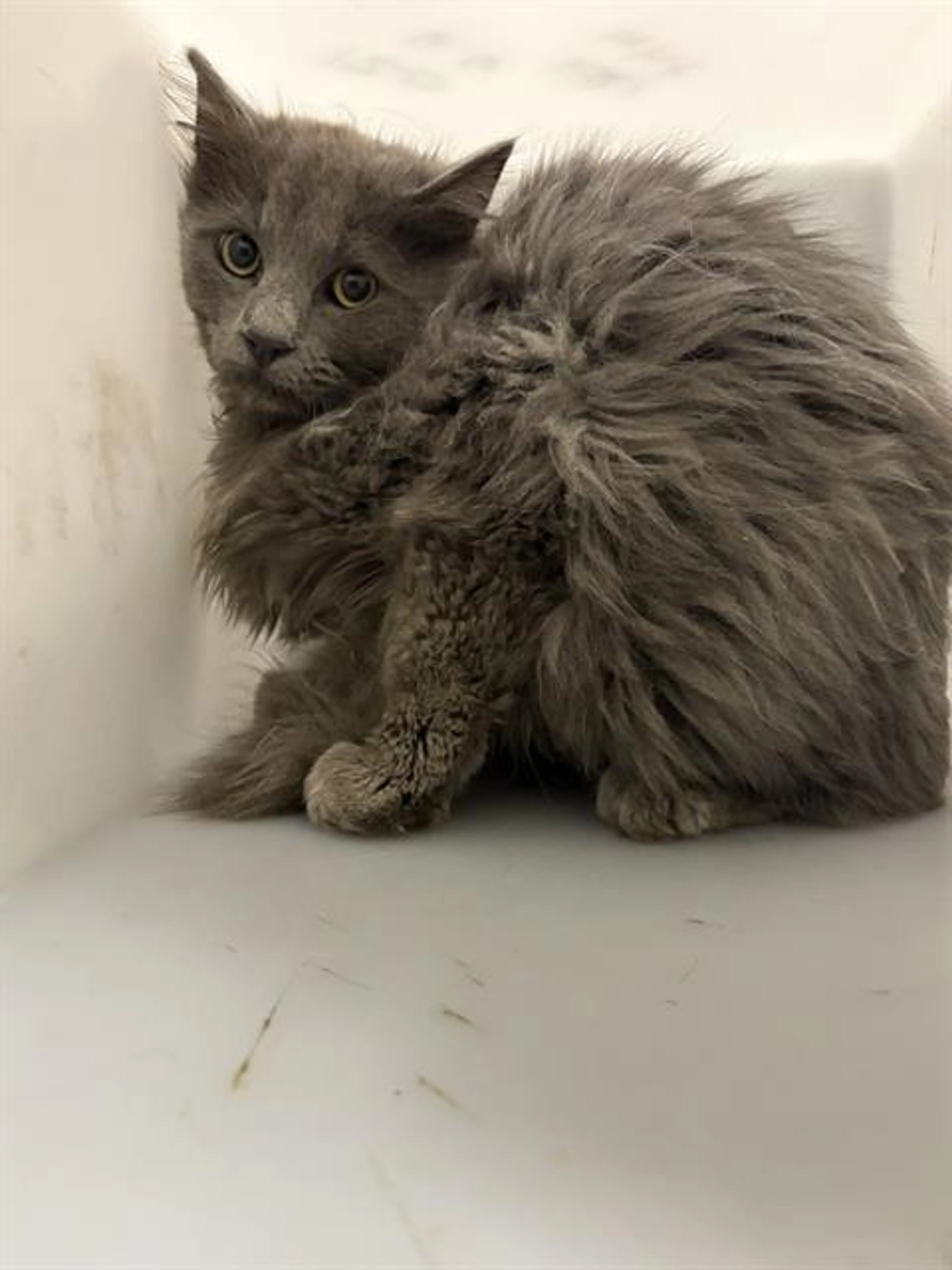 Found pet