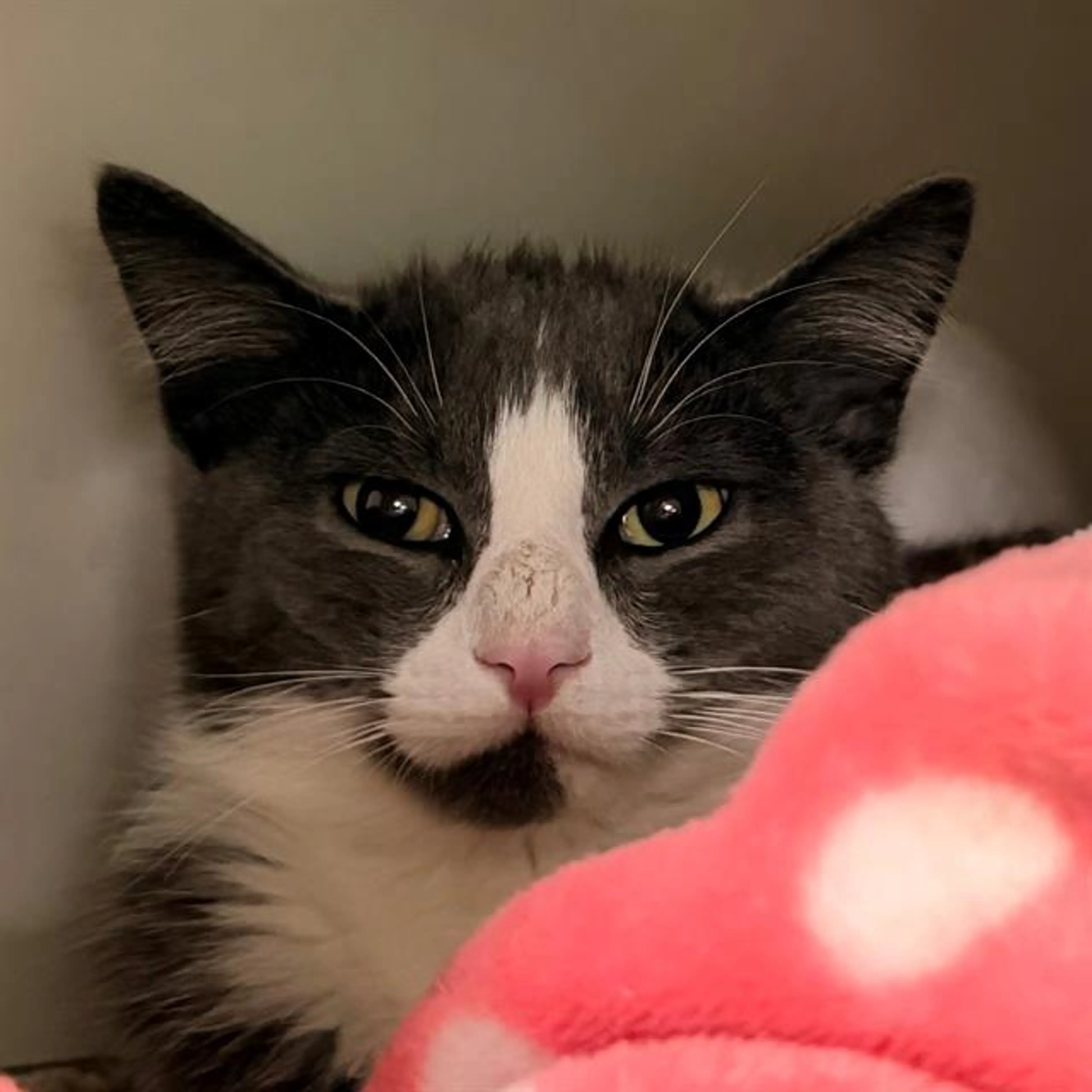 Found pet