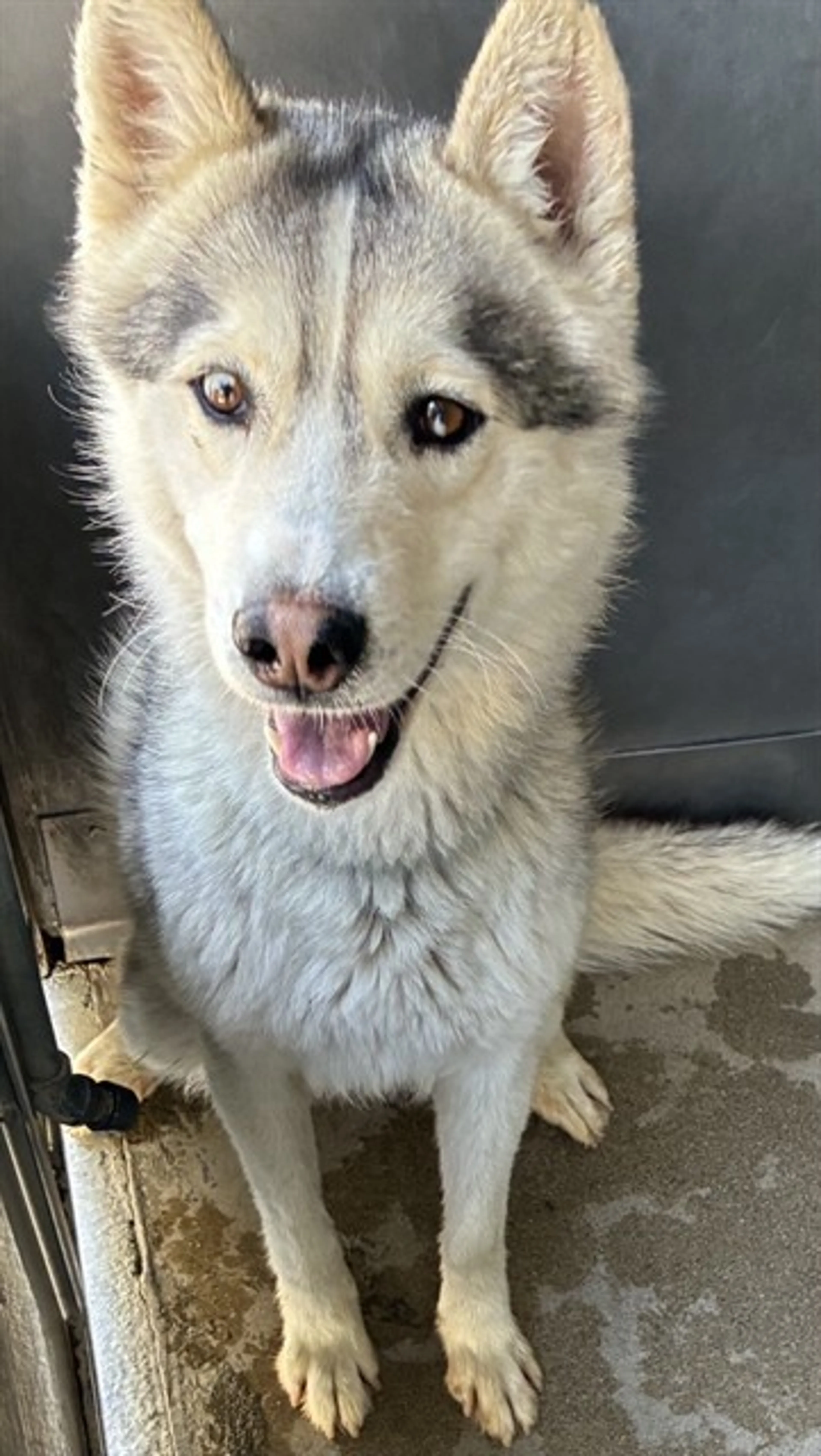 Found pet