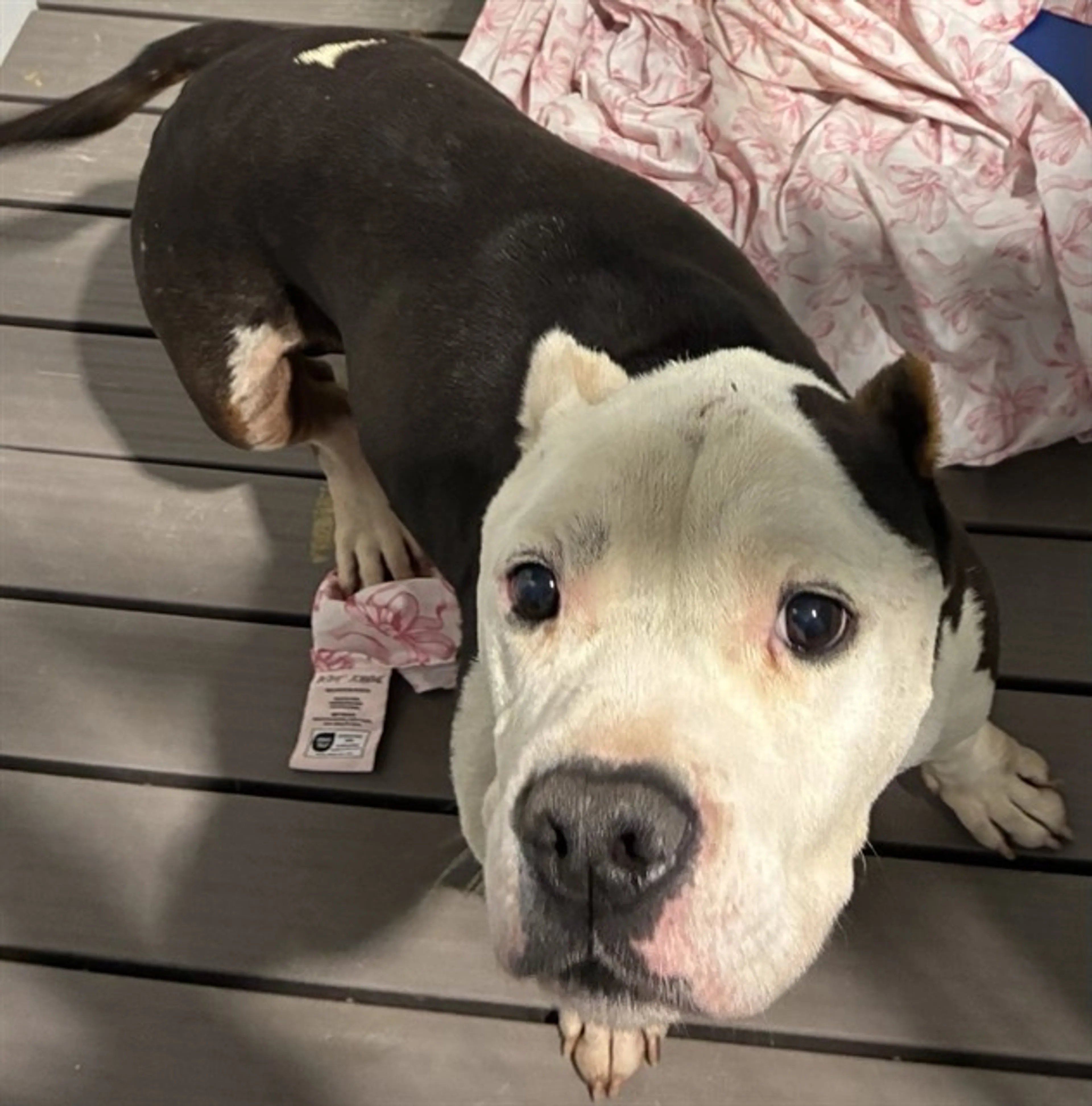 Found pet