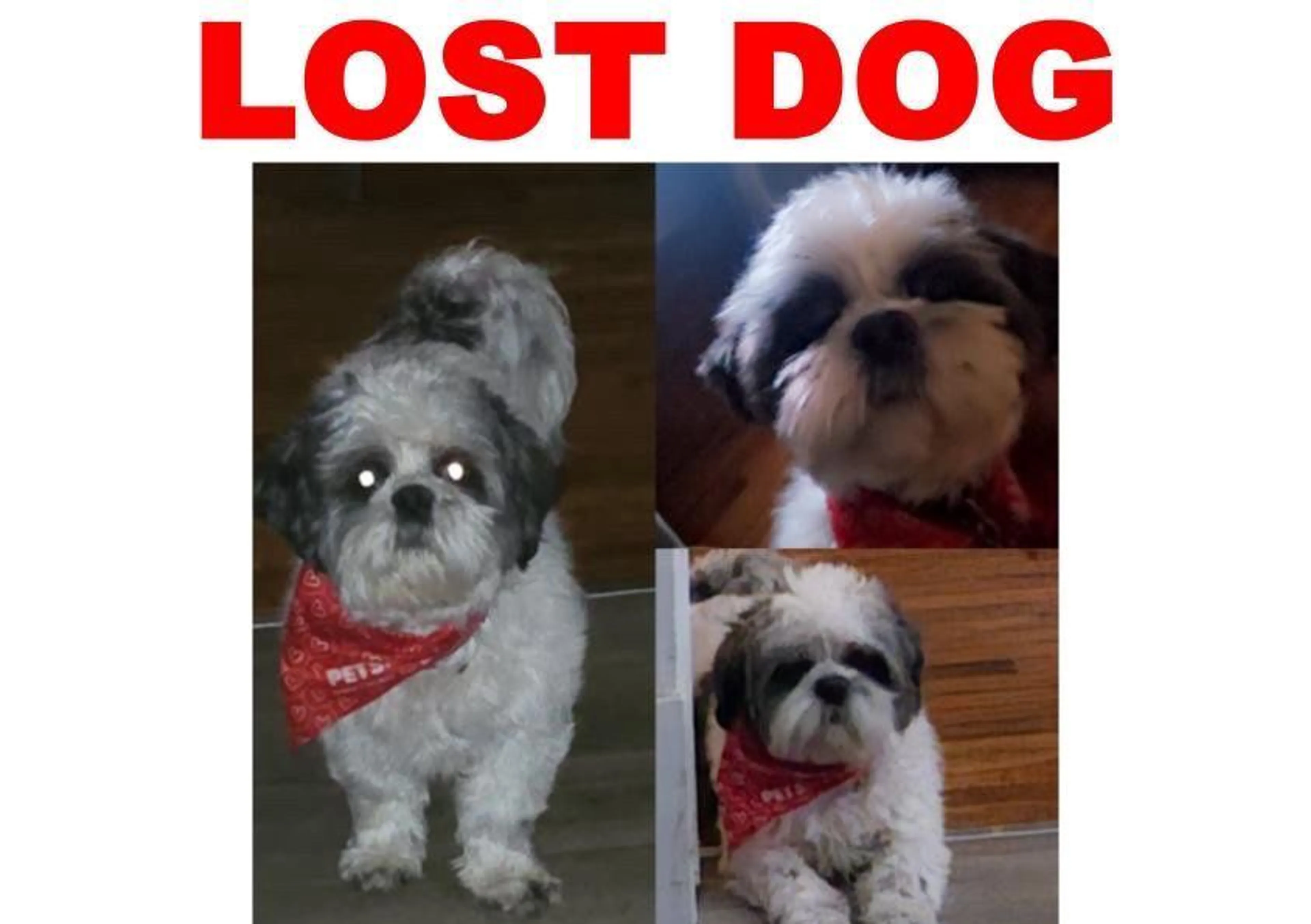 Lost pet