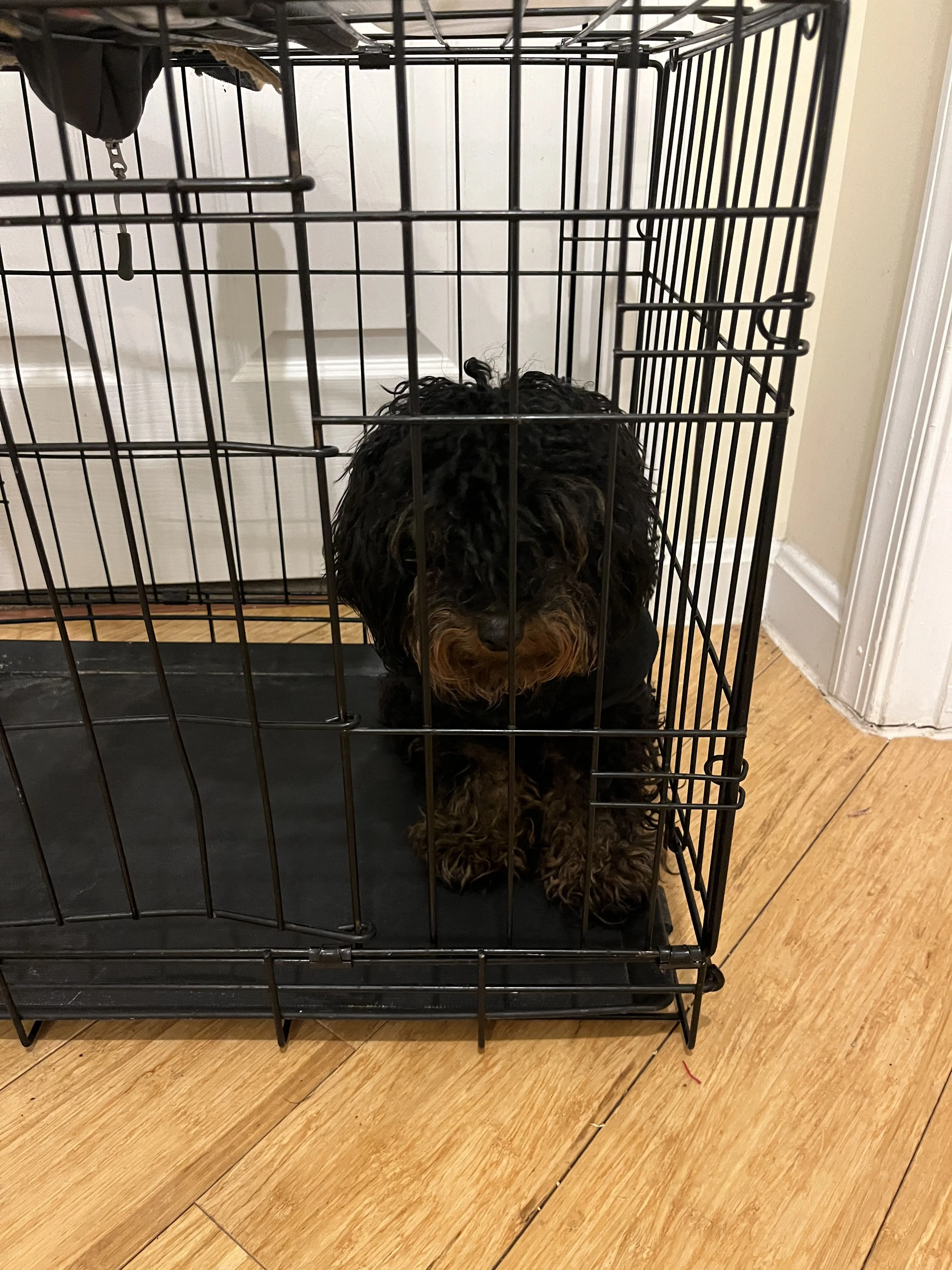 Lost pet