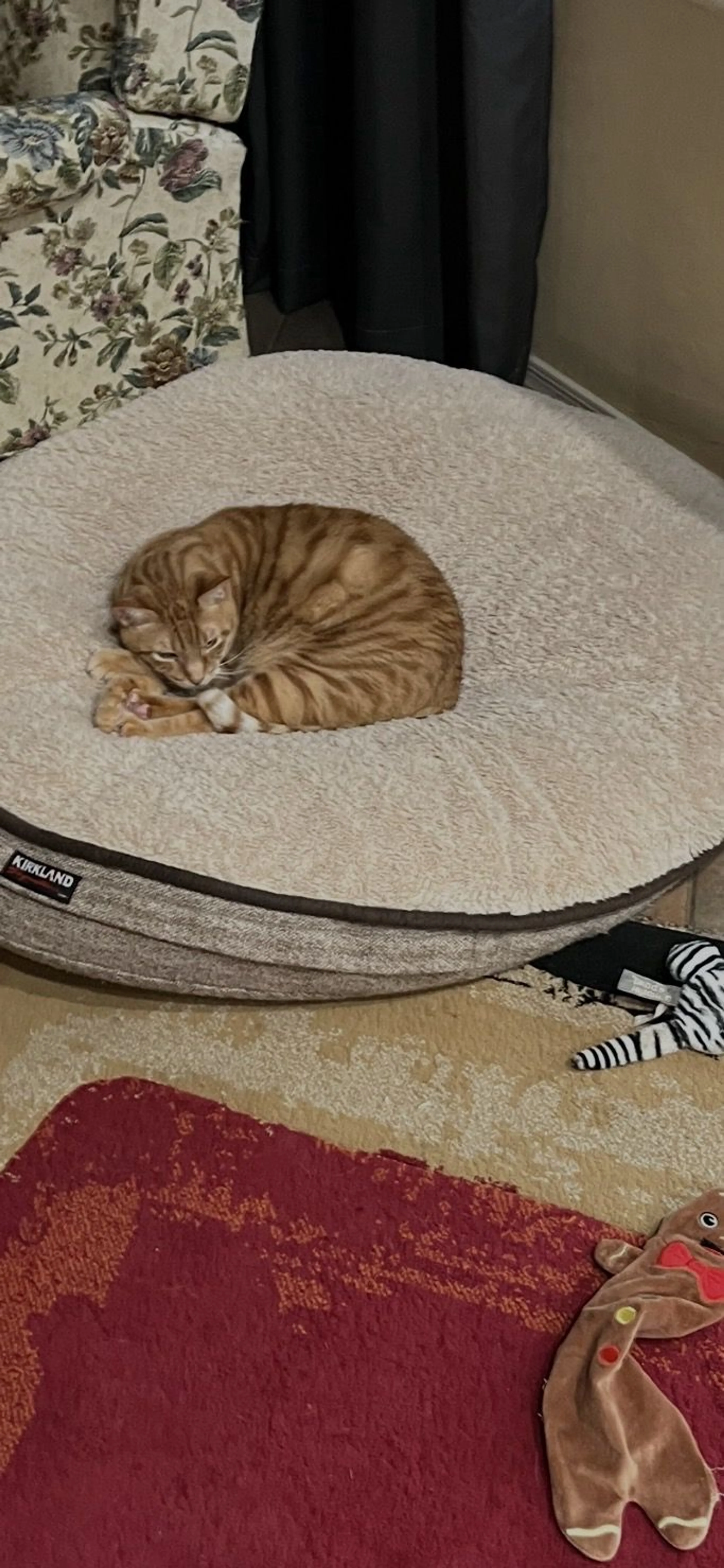 Lost pet