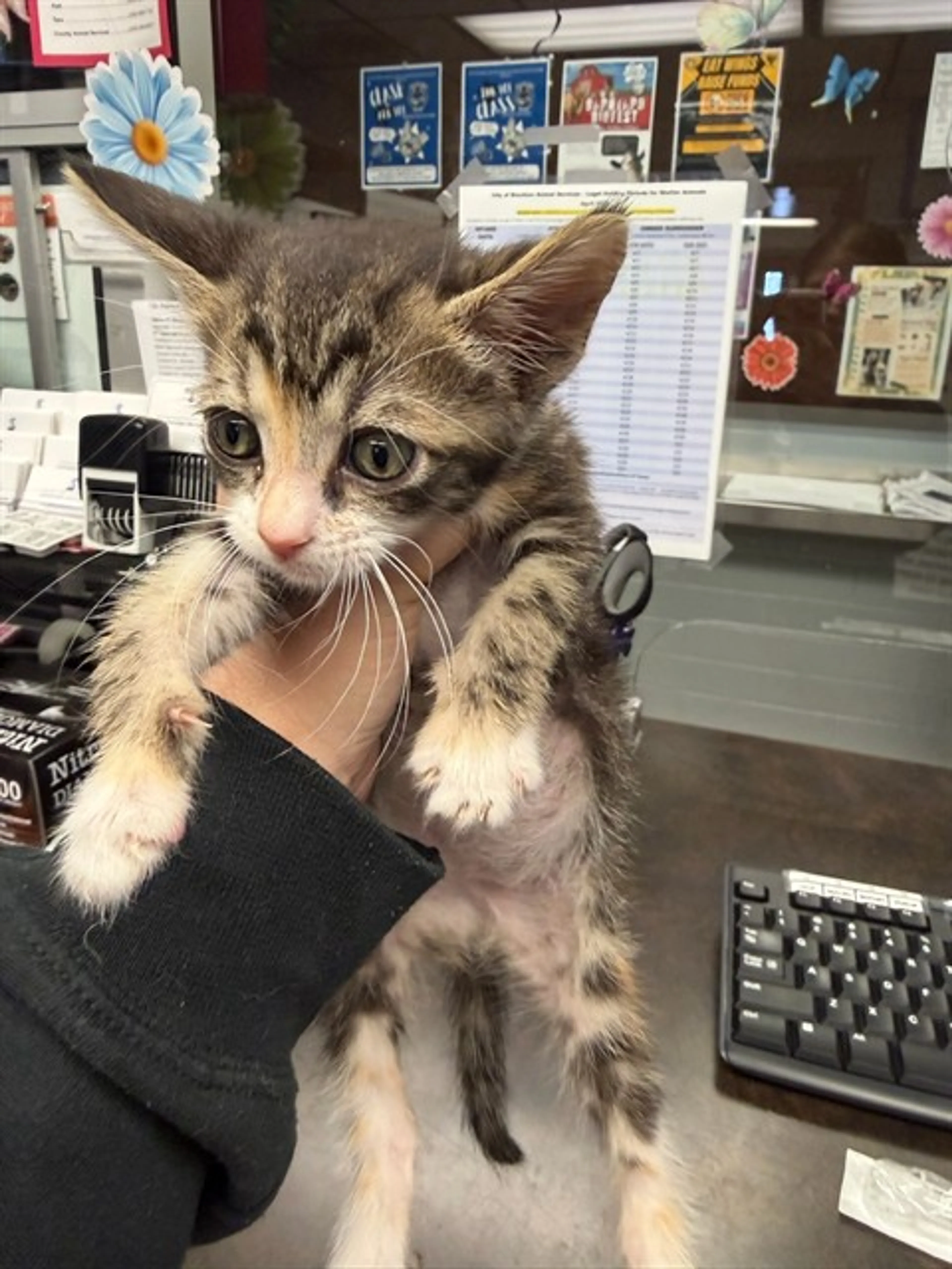 Found pet