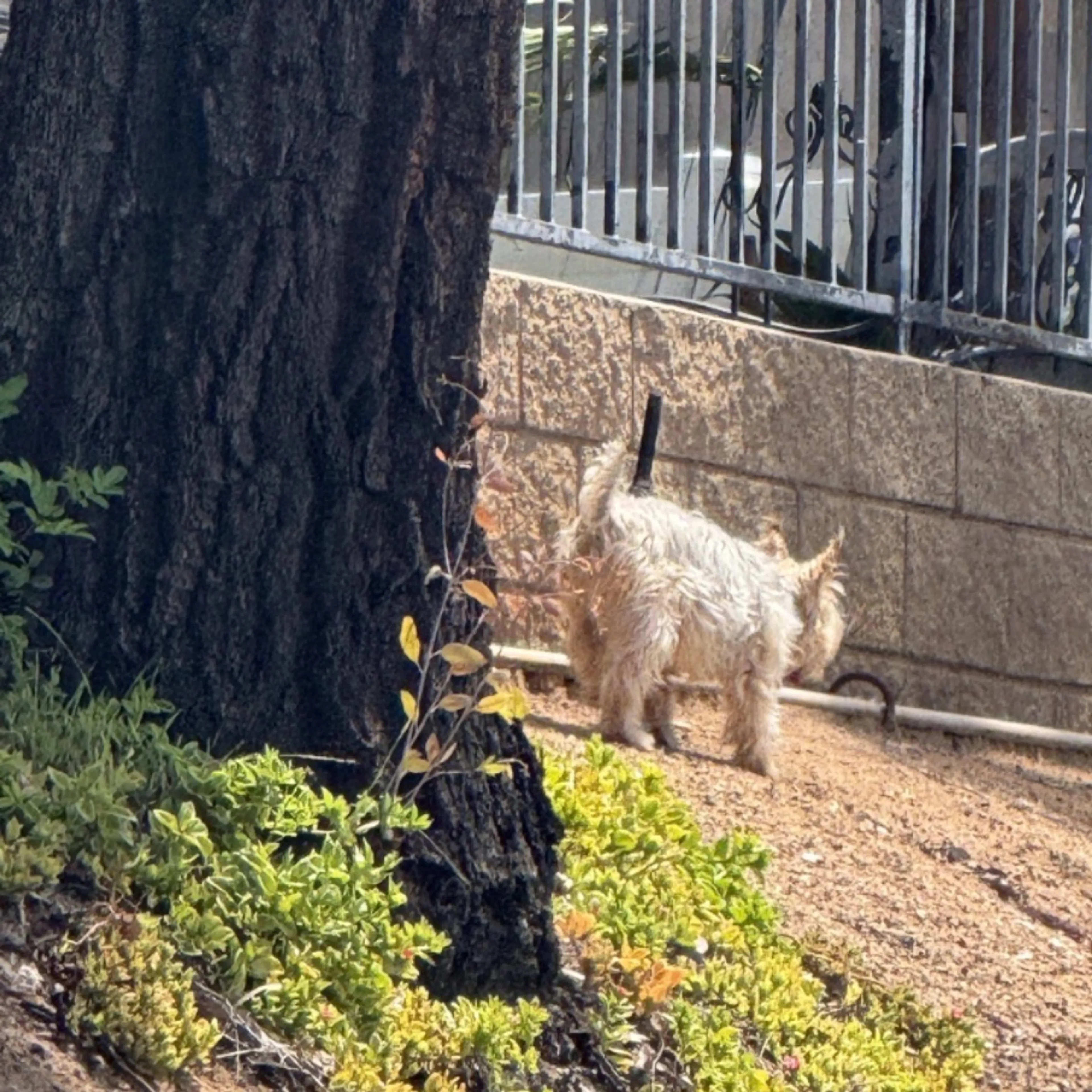 Lost pet