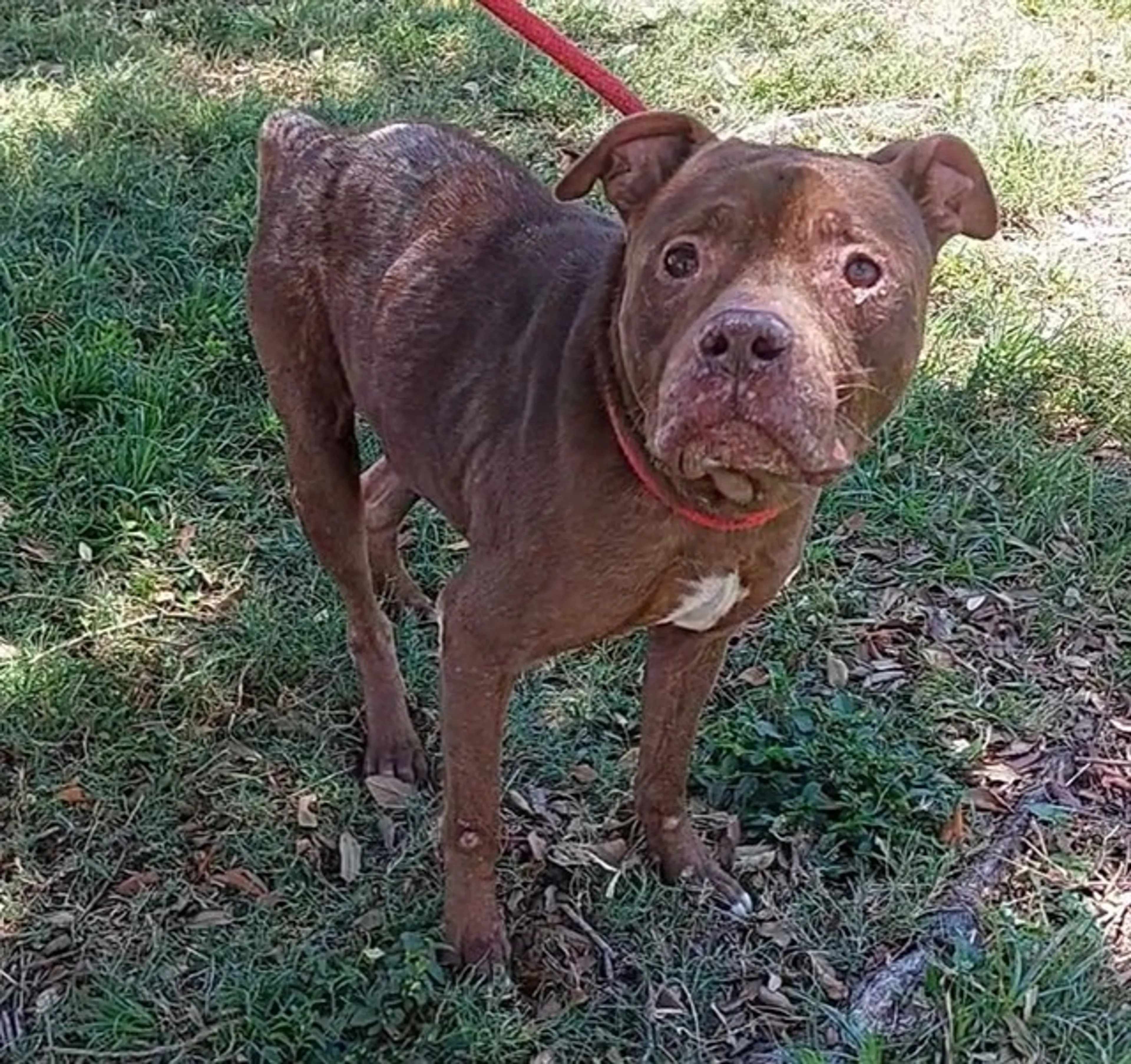 Found pet