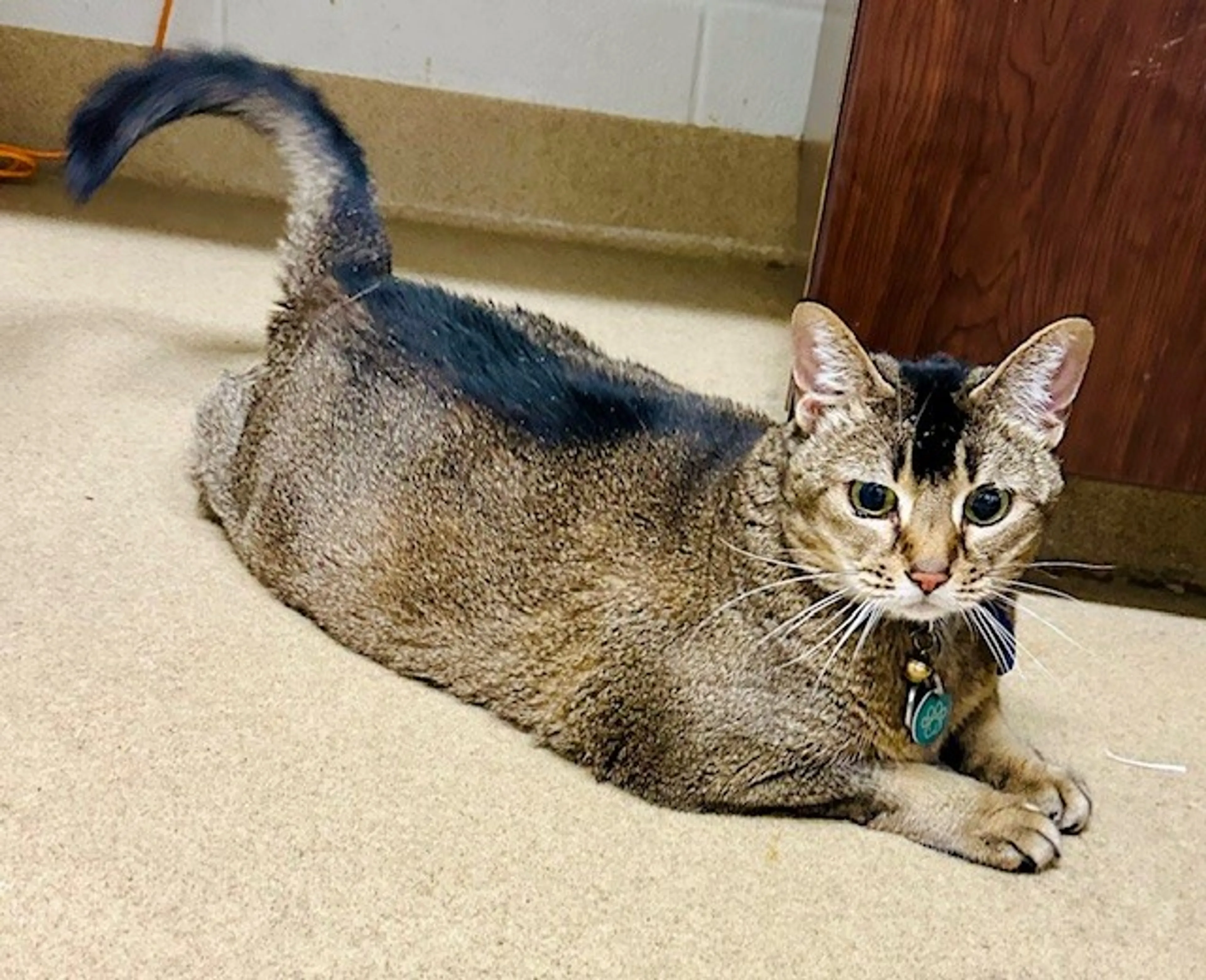 Found pet