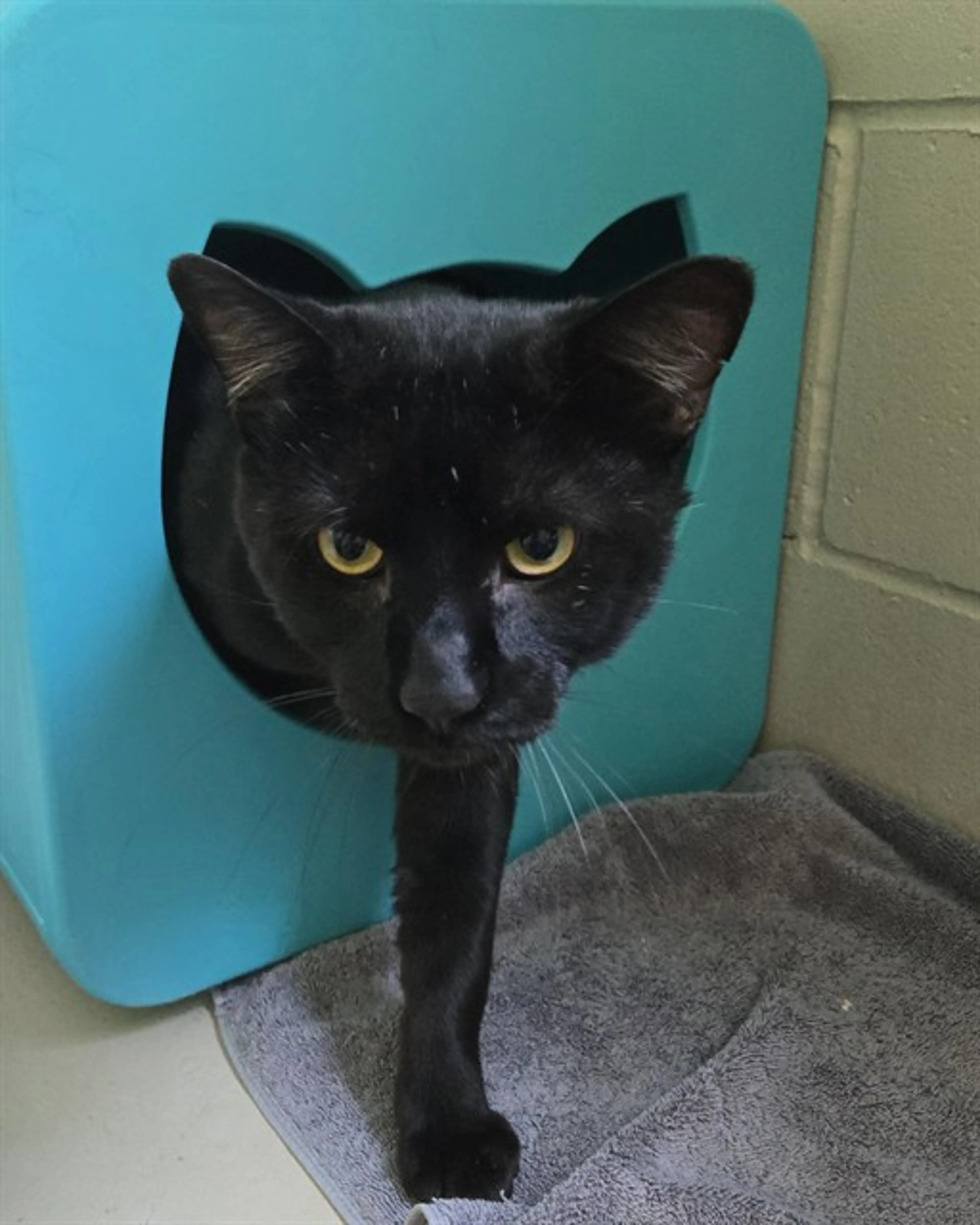 Found pet