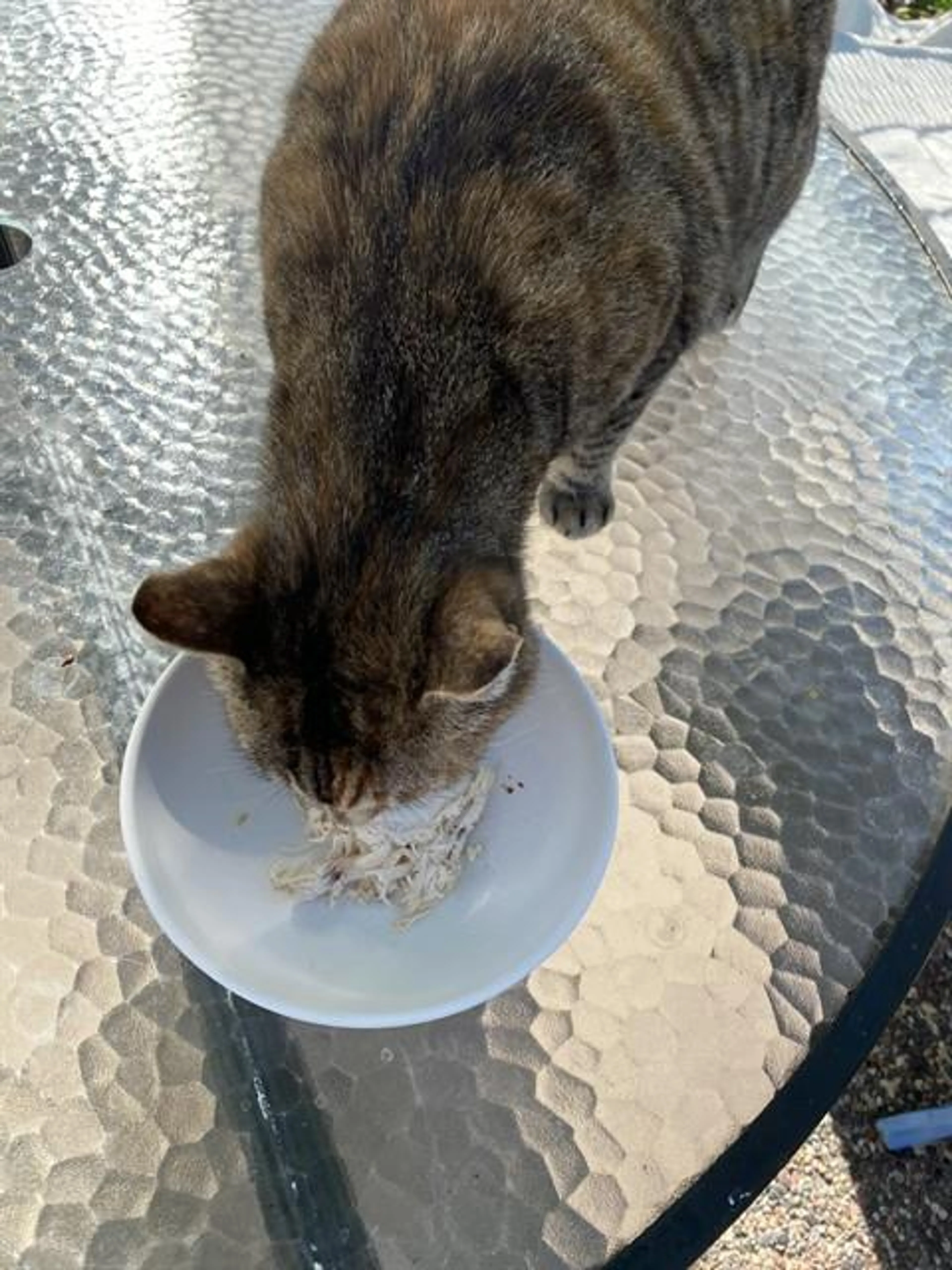 Found pet