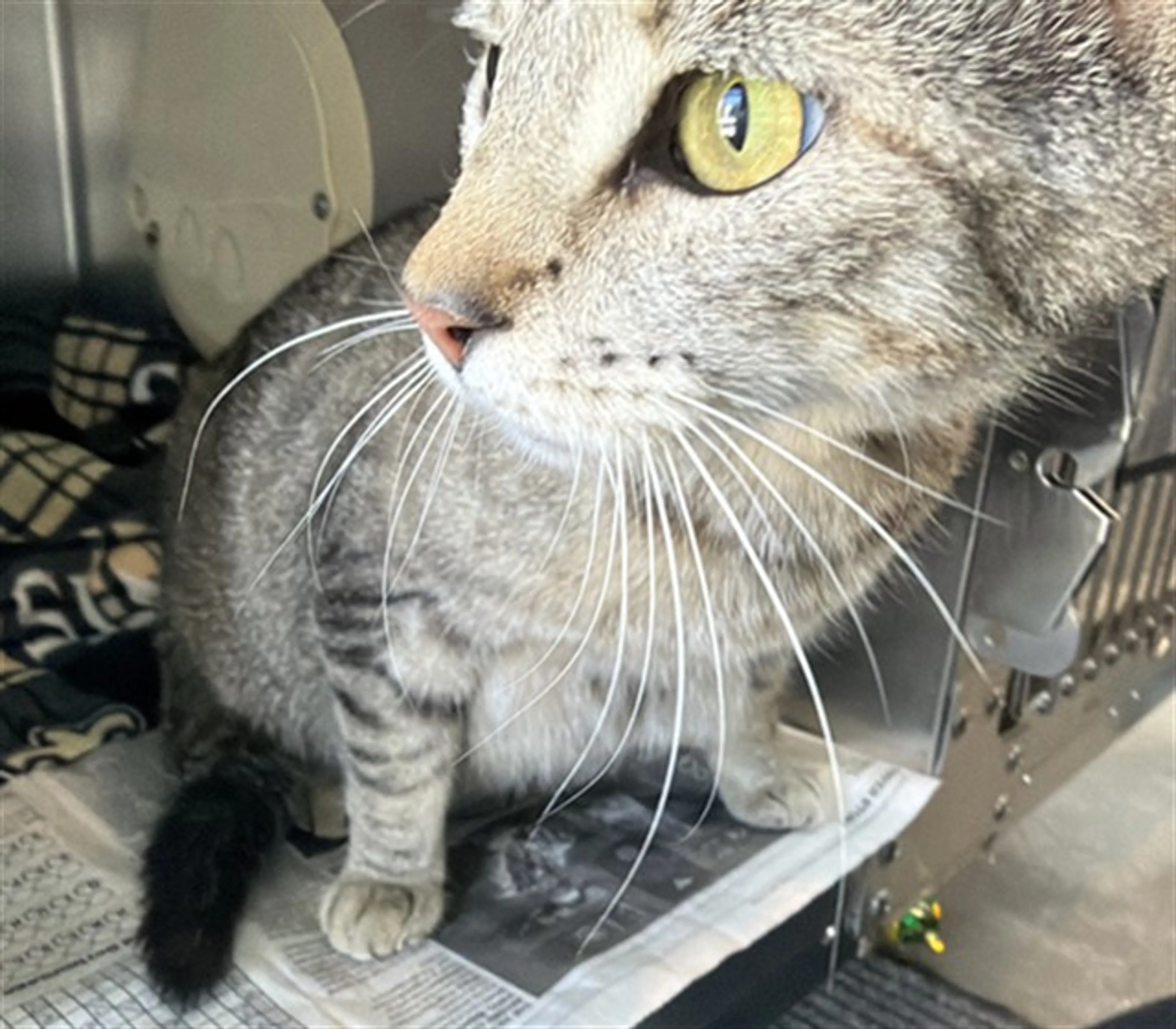 Found pet