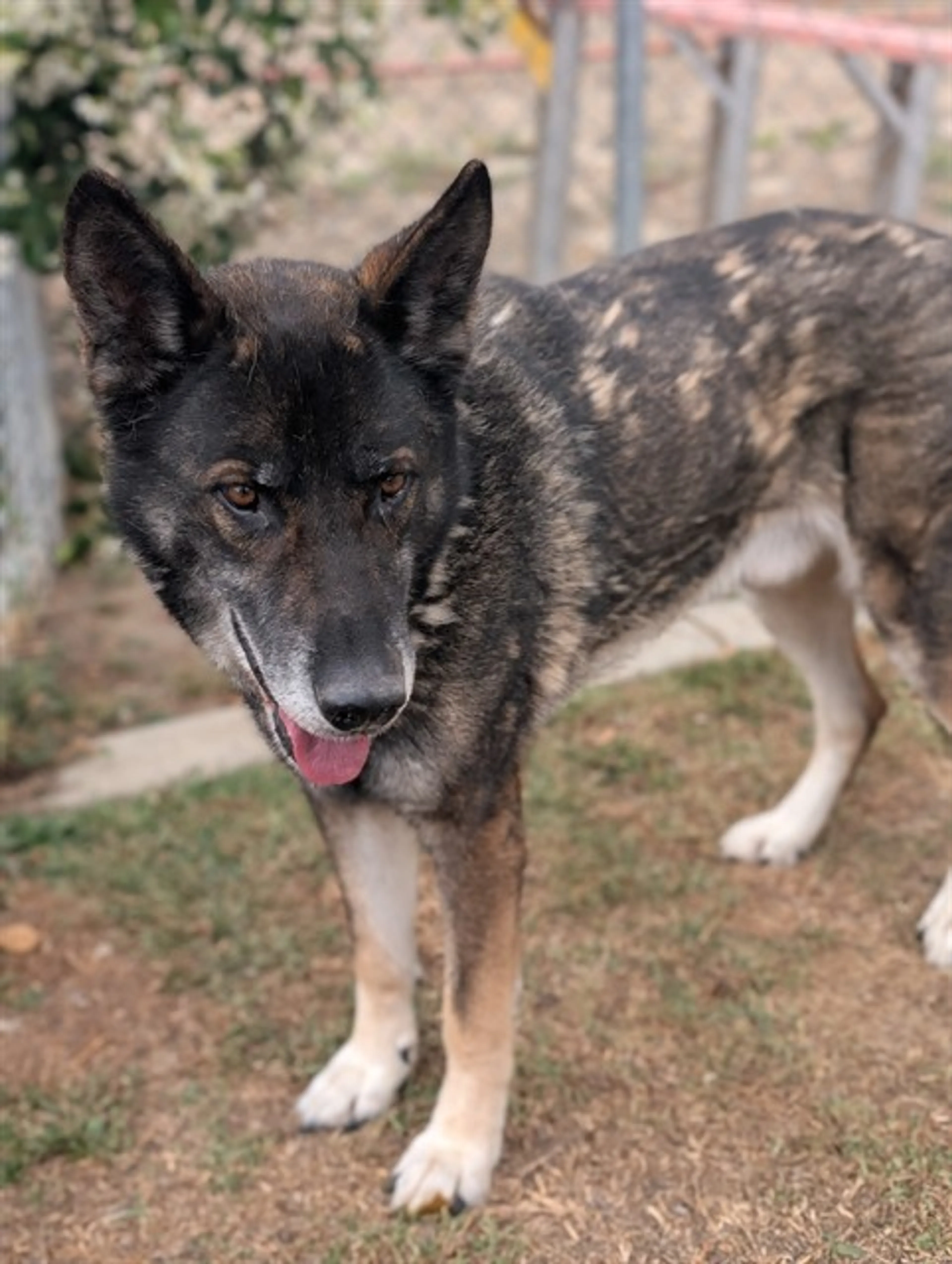 Found pet