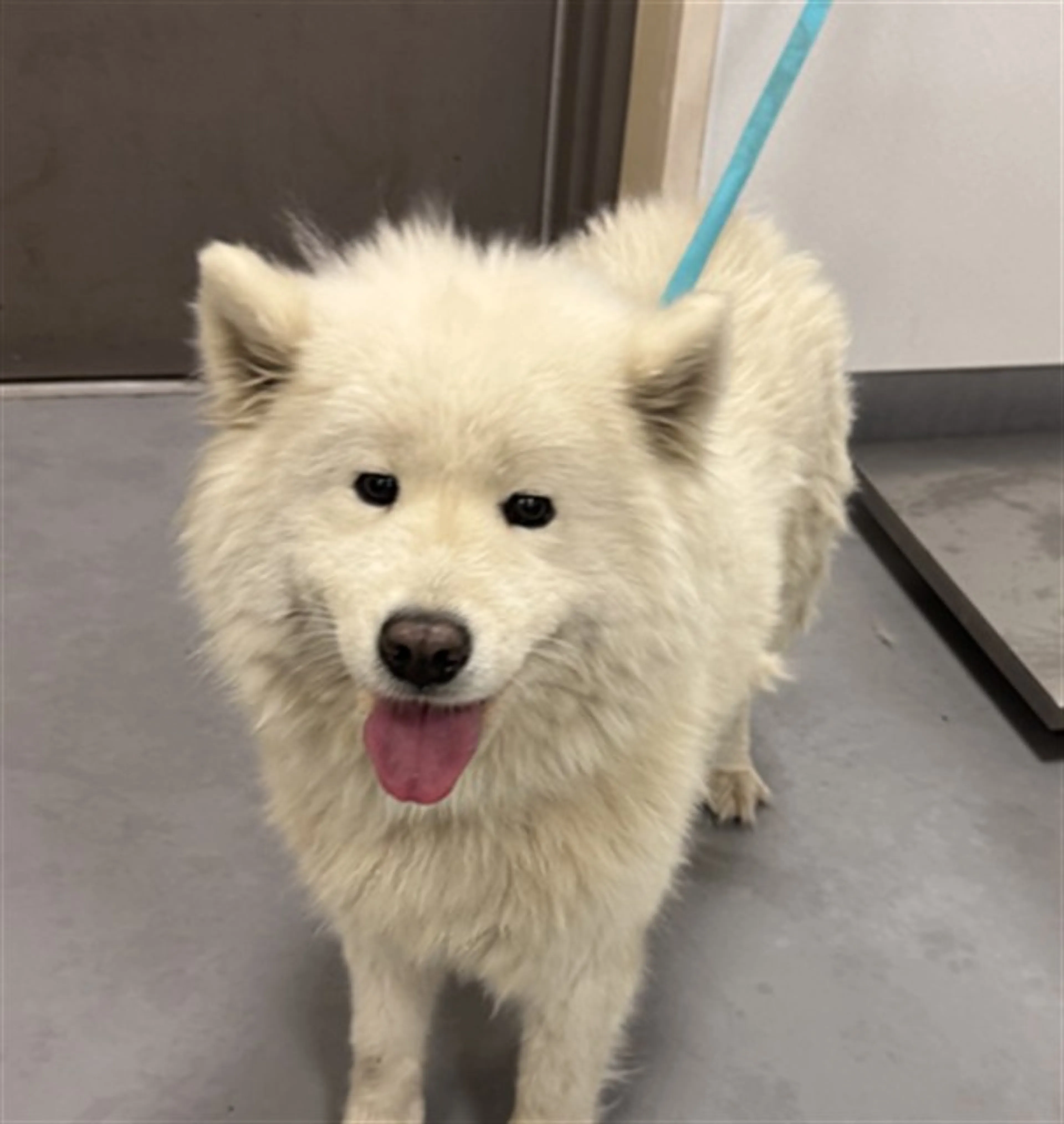 Found pet