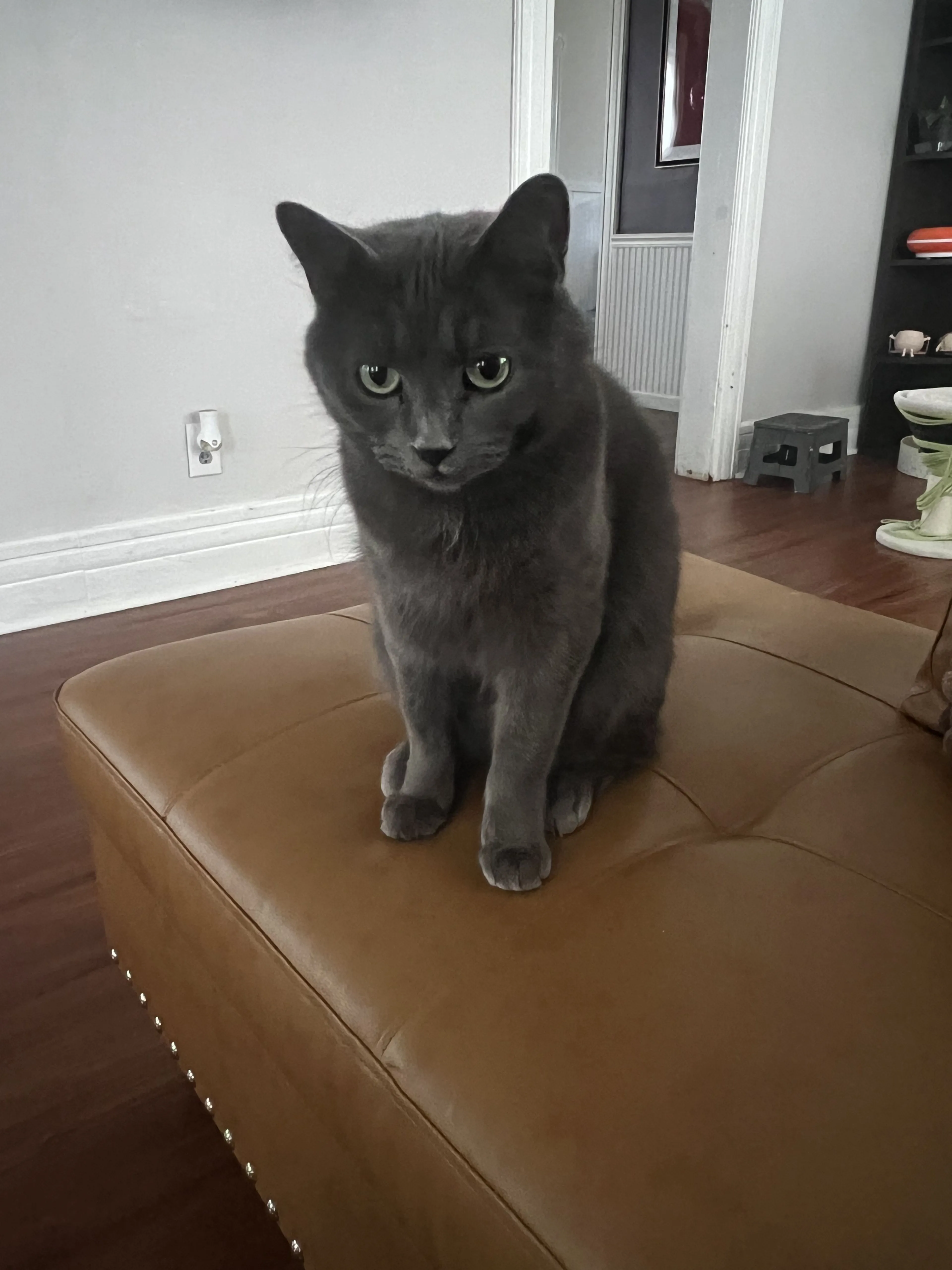 Lost pet