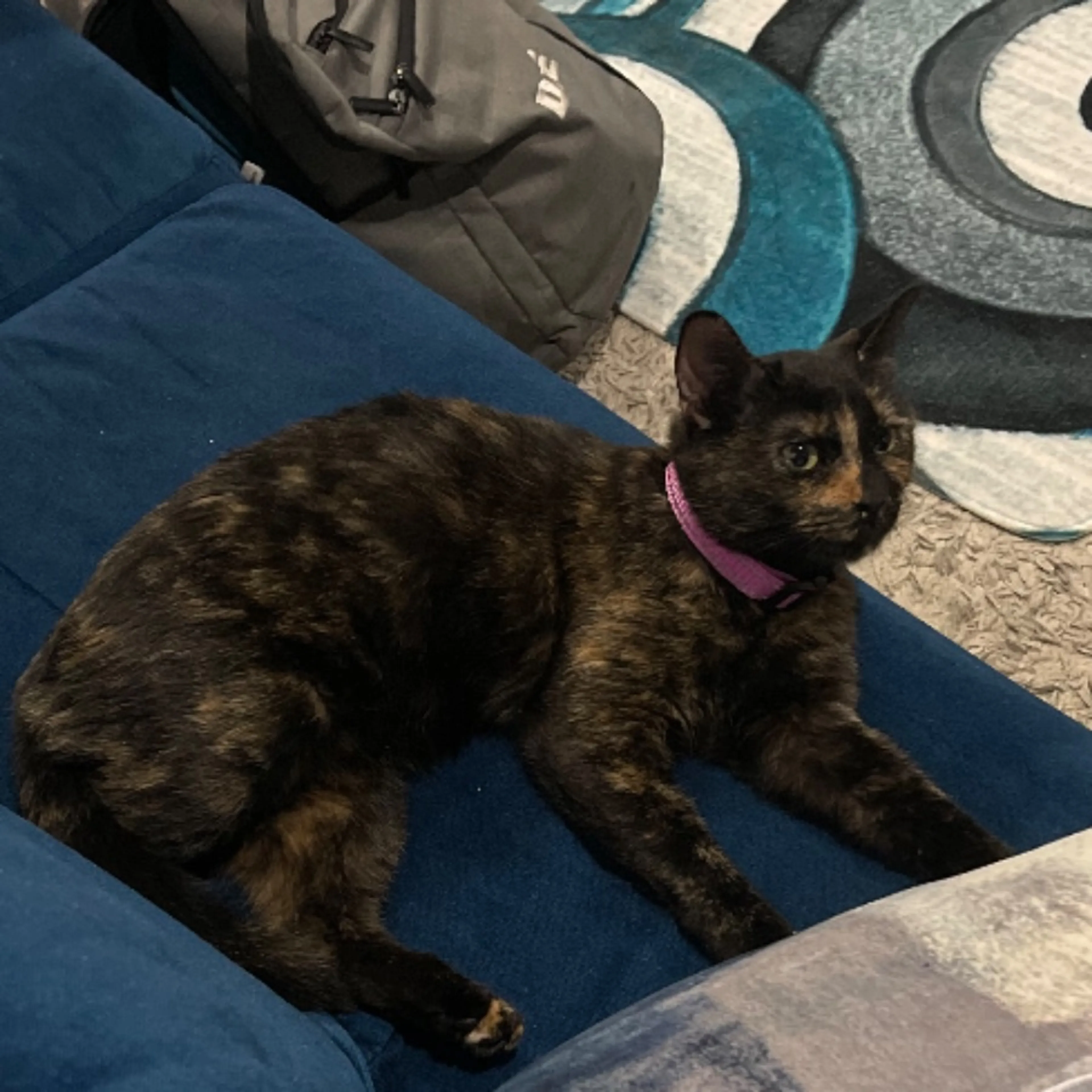 Lost pet-0