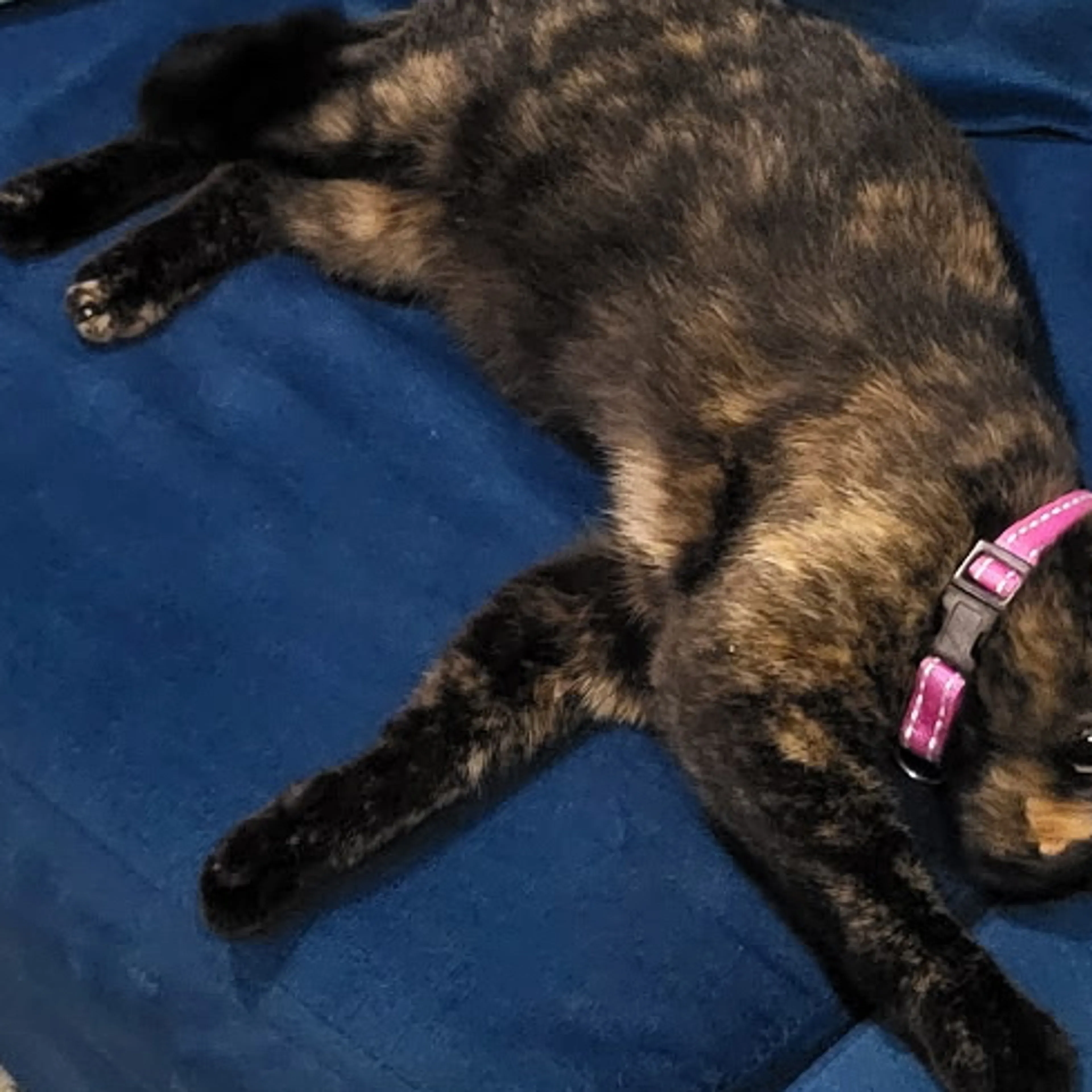 Lost pet-3