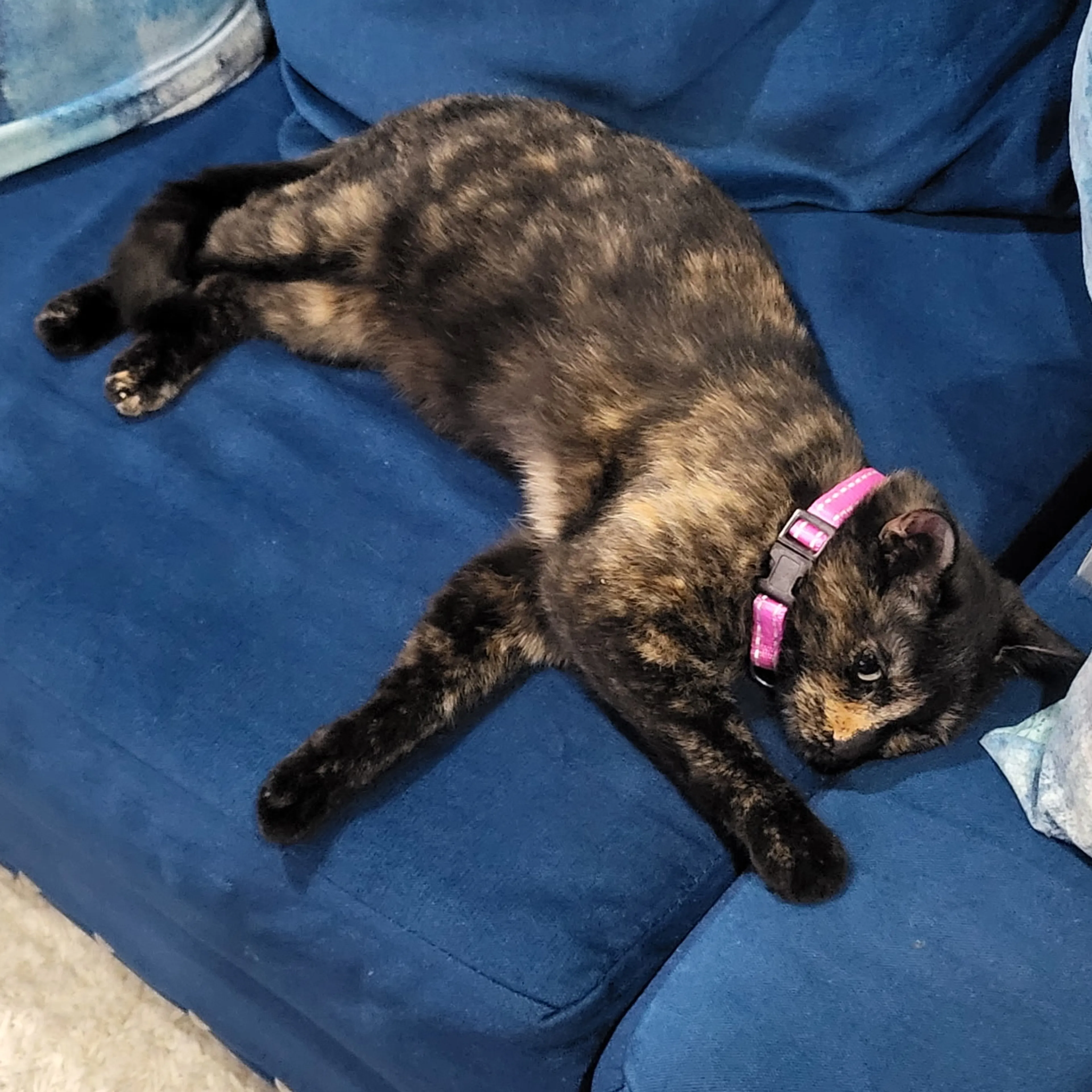 Lost pet-1