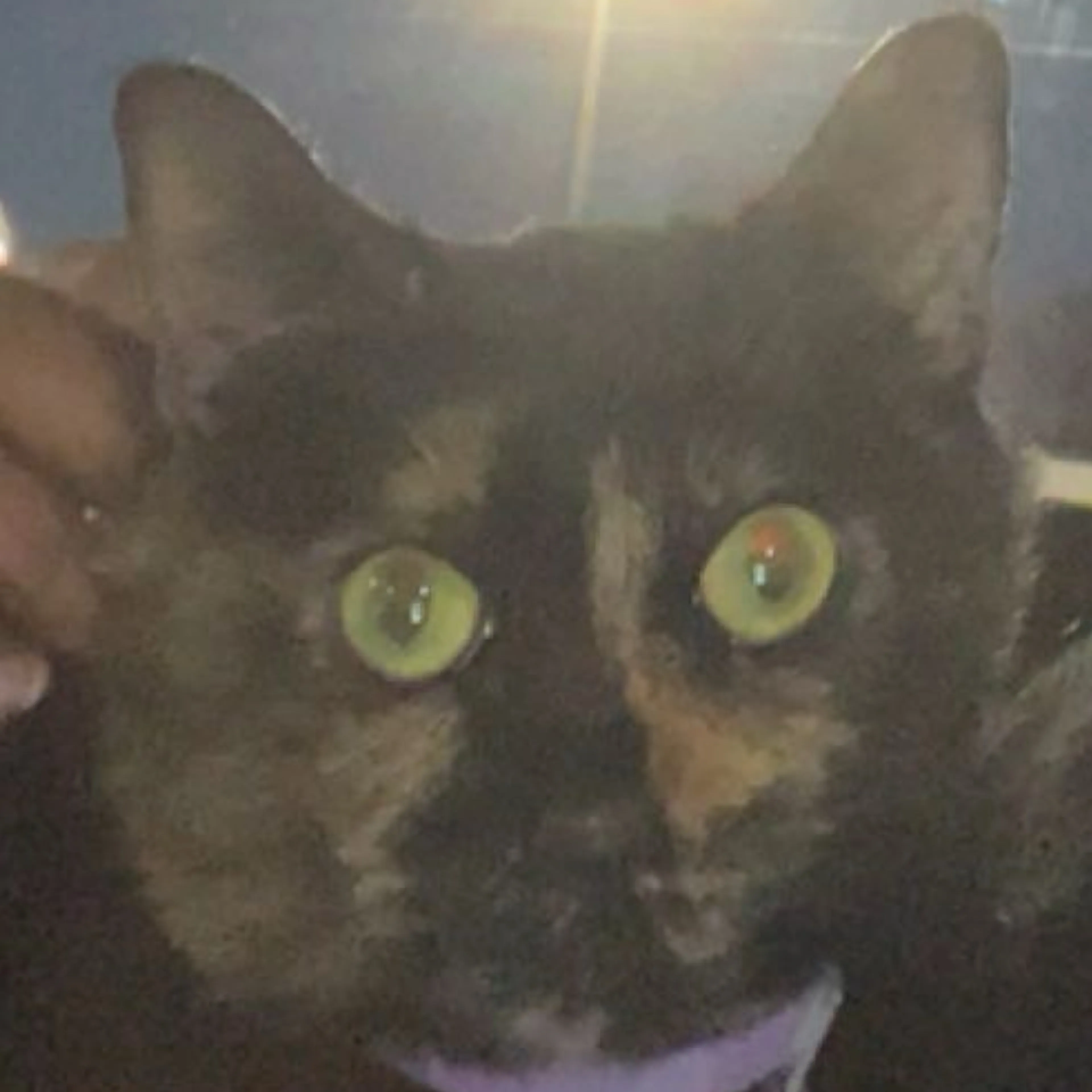 Lost pet-2