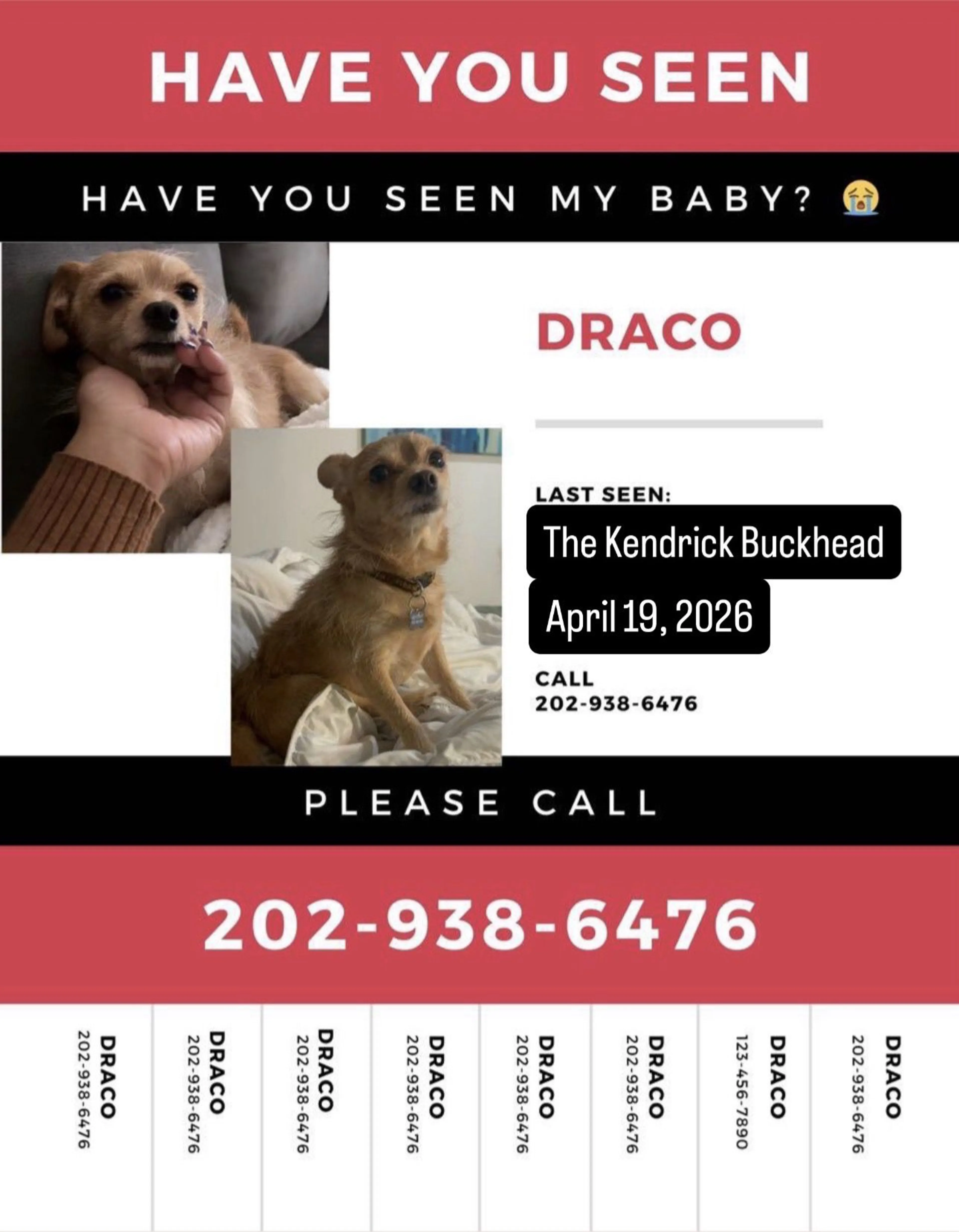 Lost pet