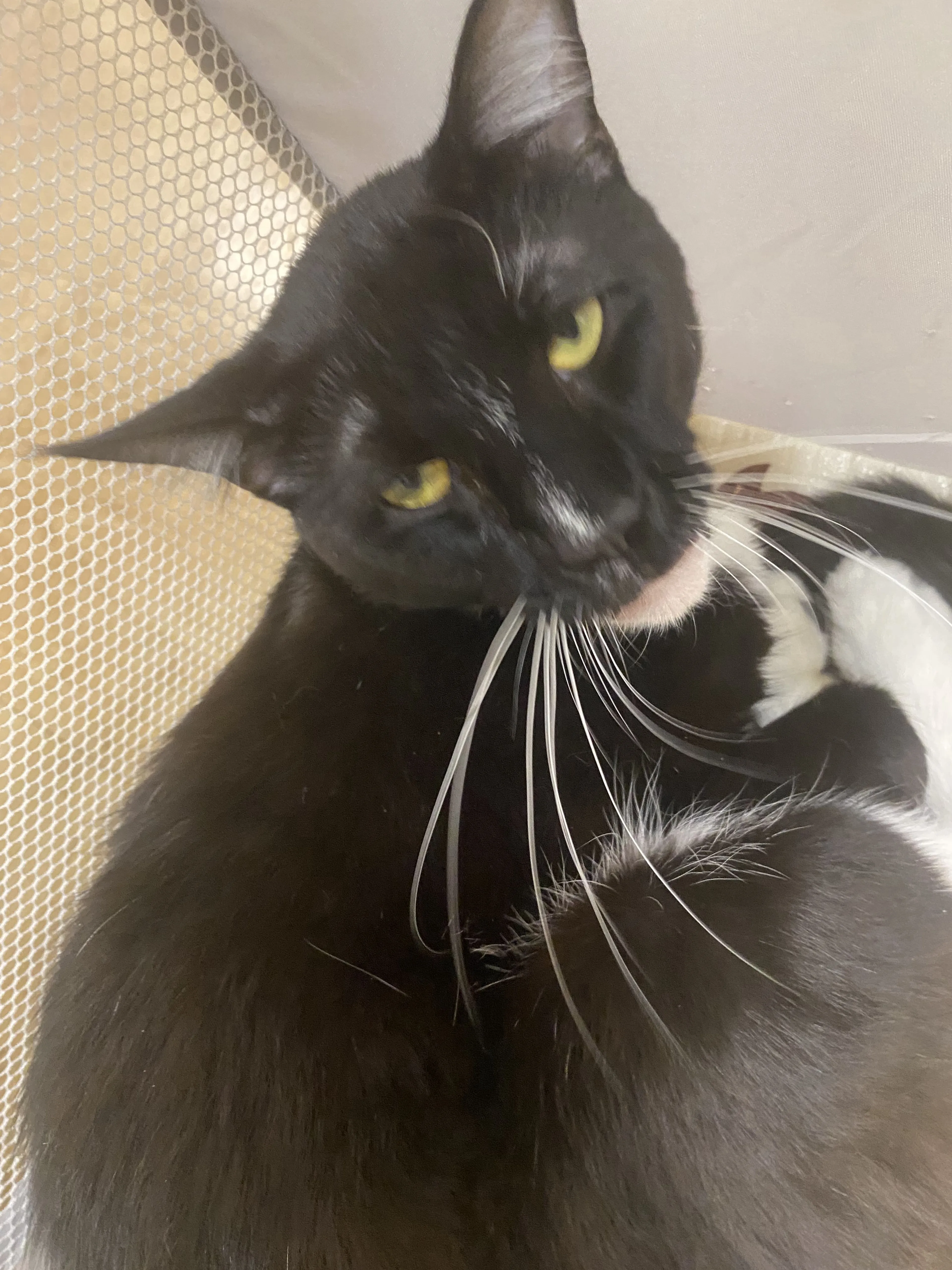 Lost pet-1