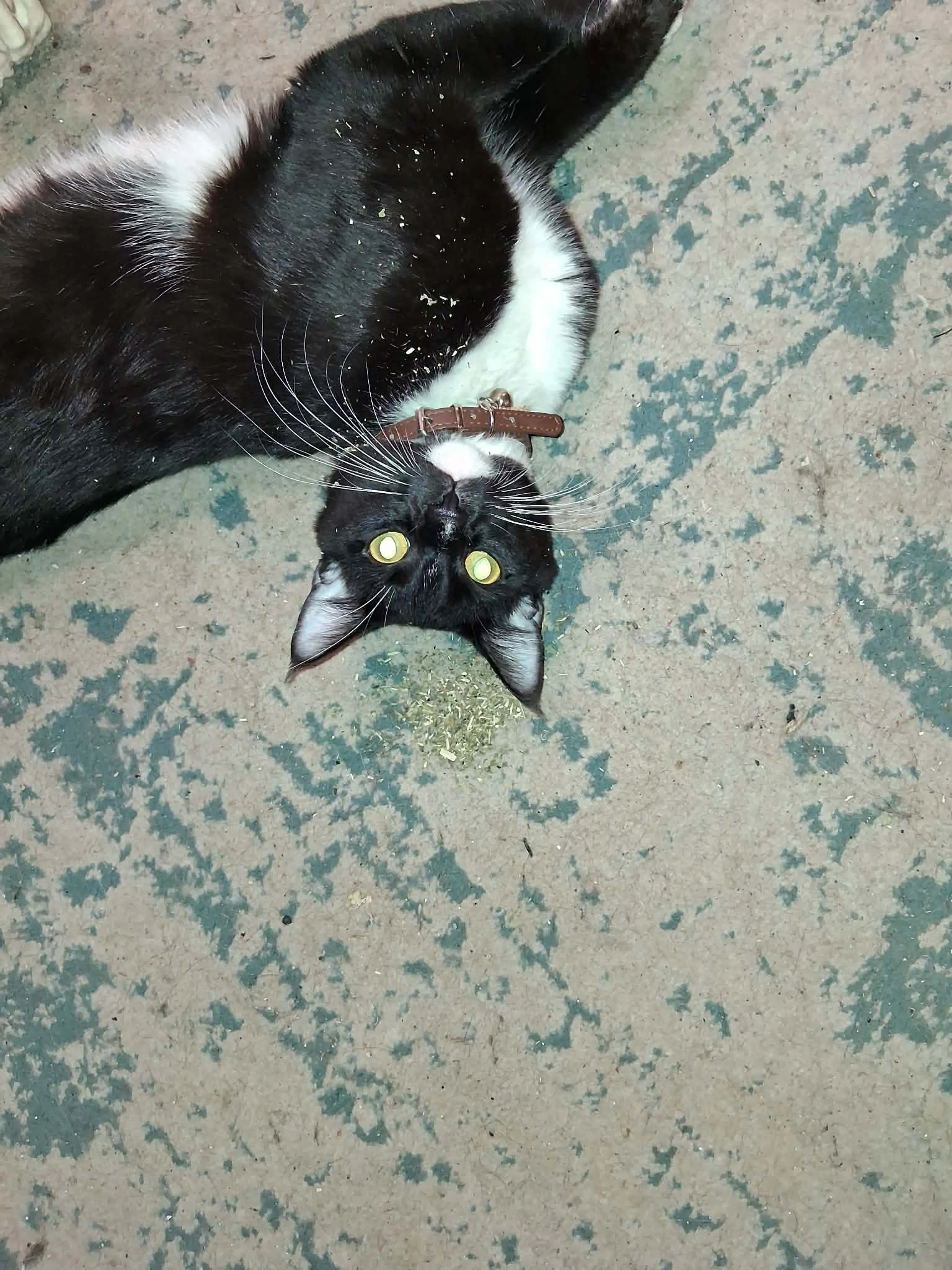 Lost pet-0