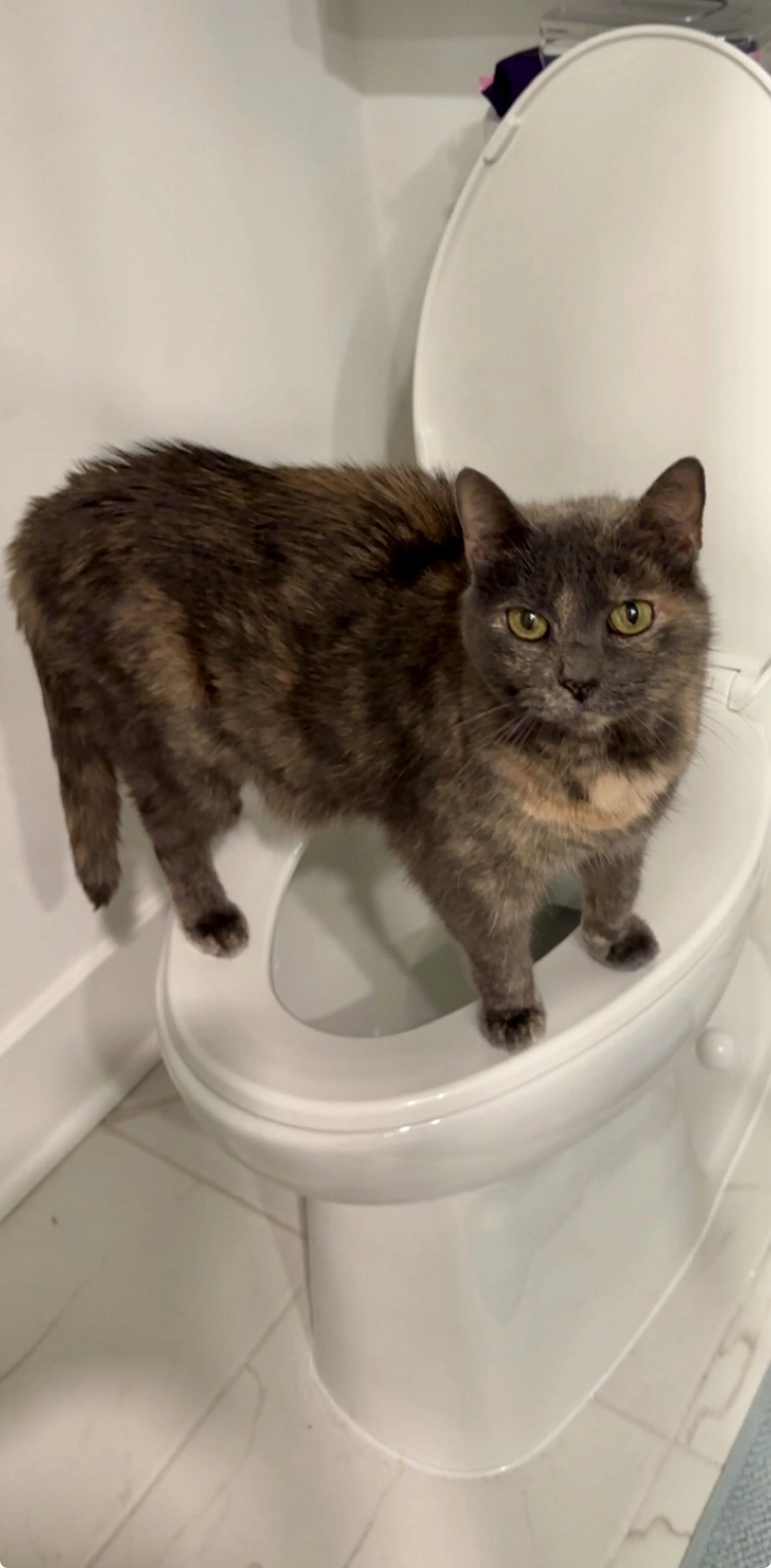 Lost pet-0
