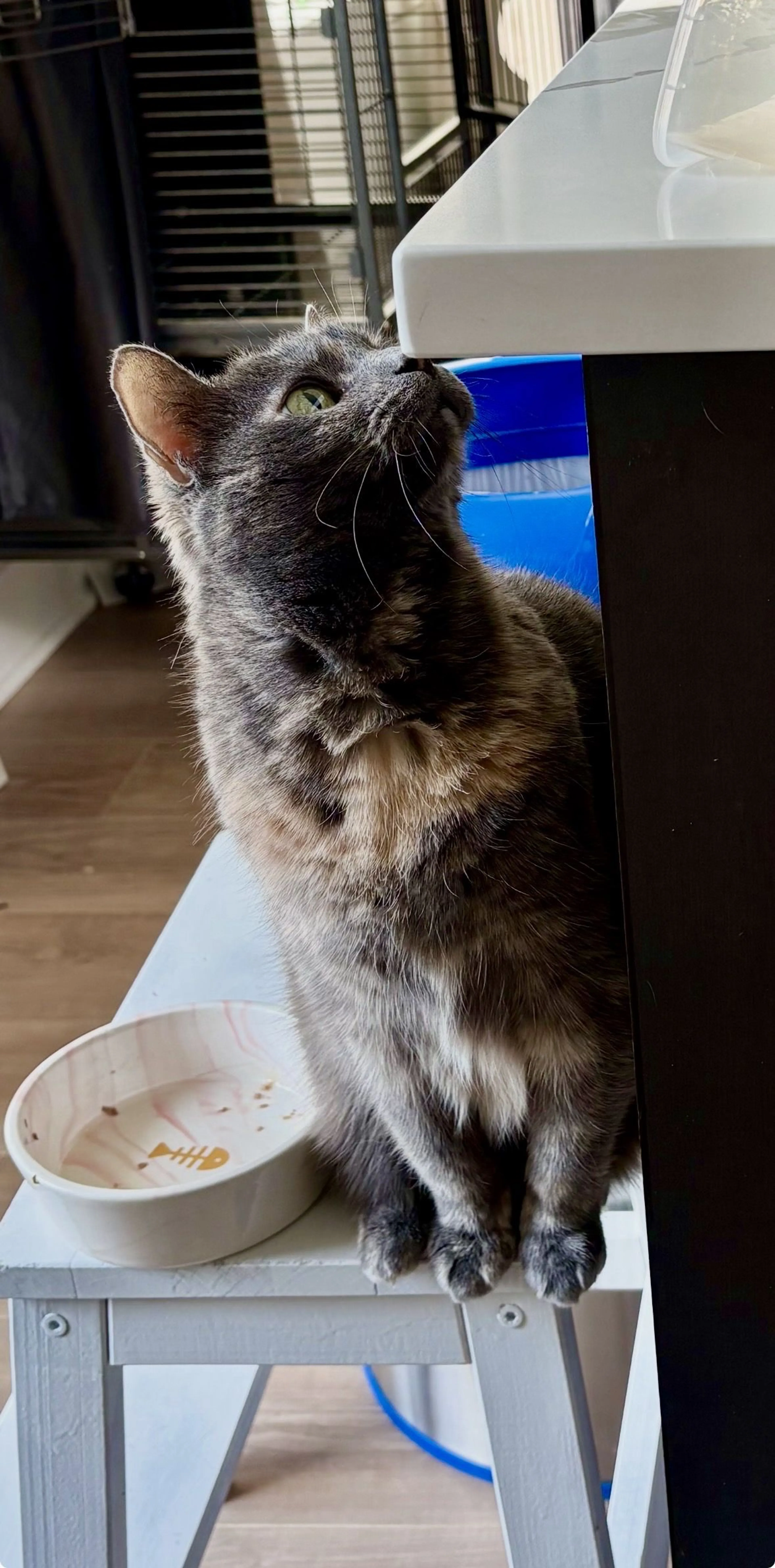 Lost pet-1