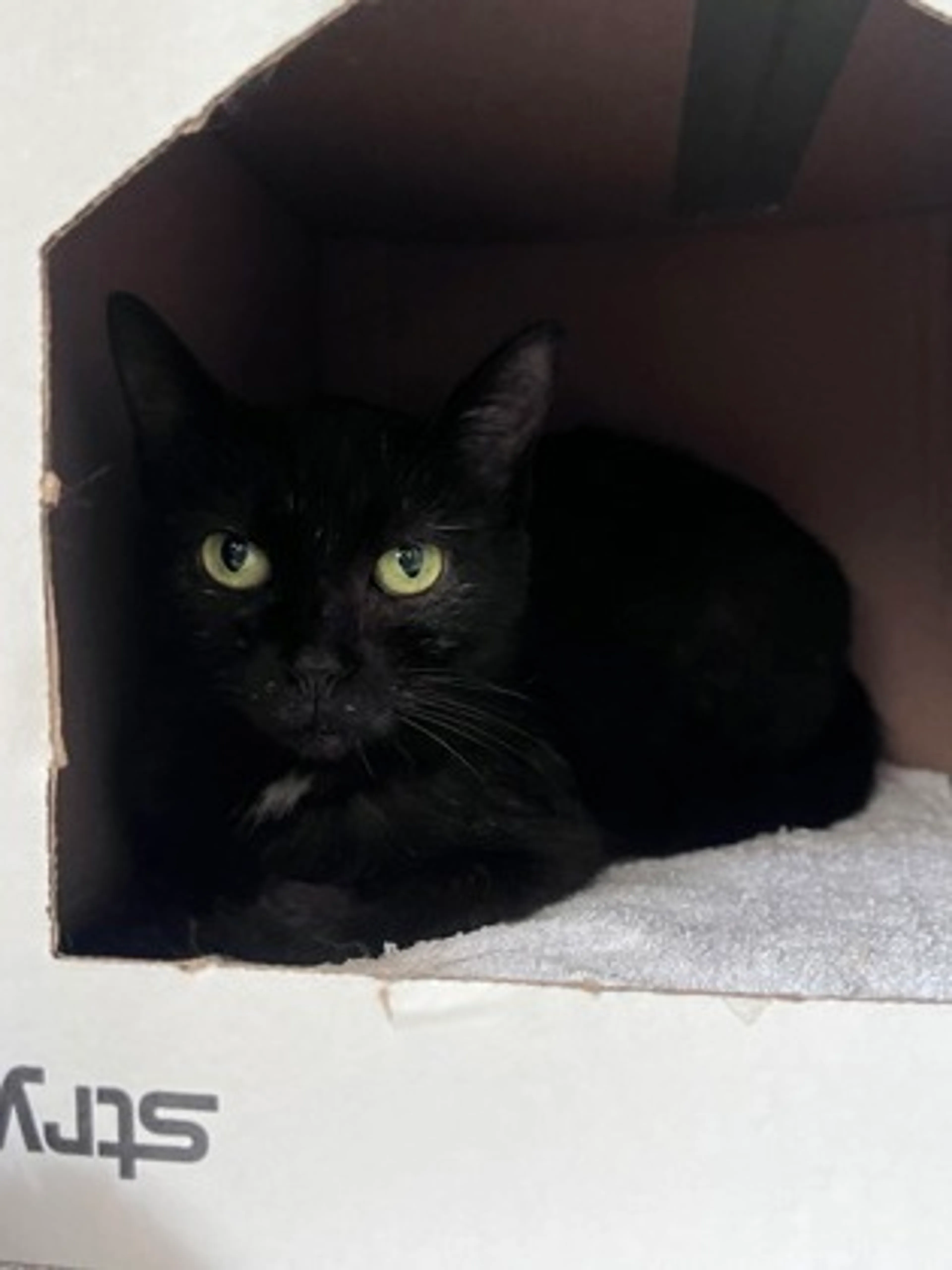 Found pet-2