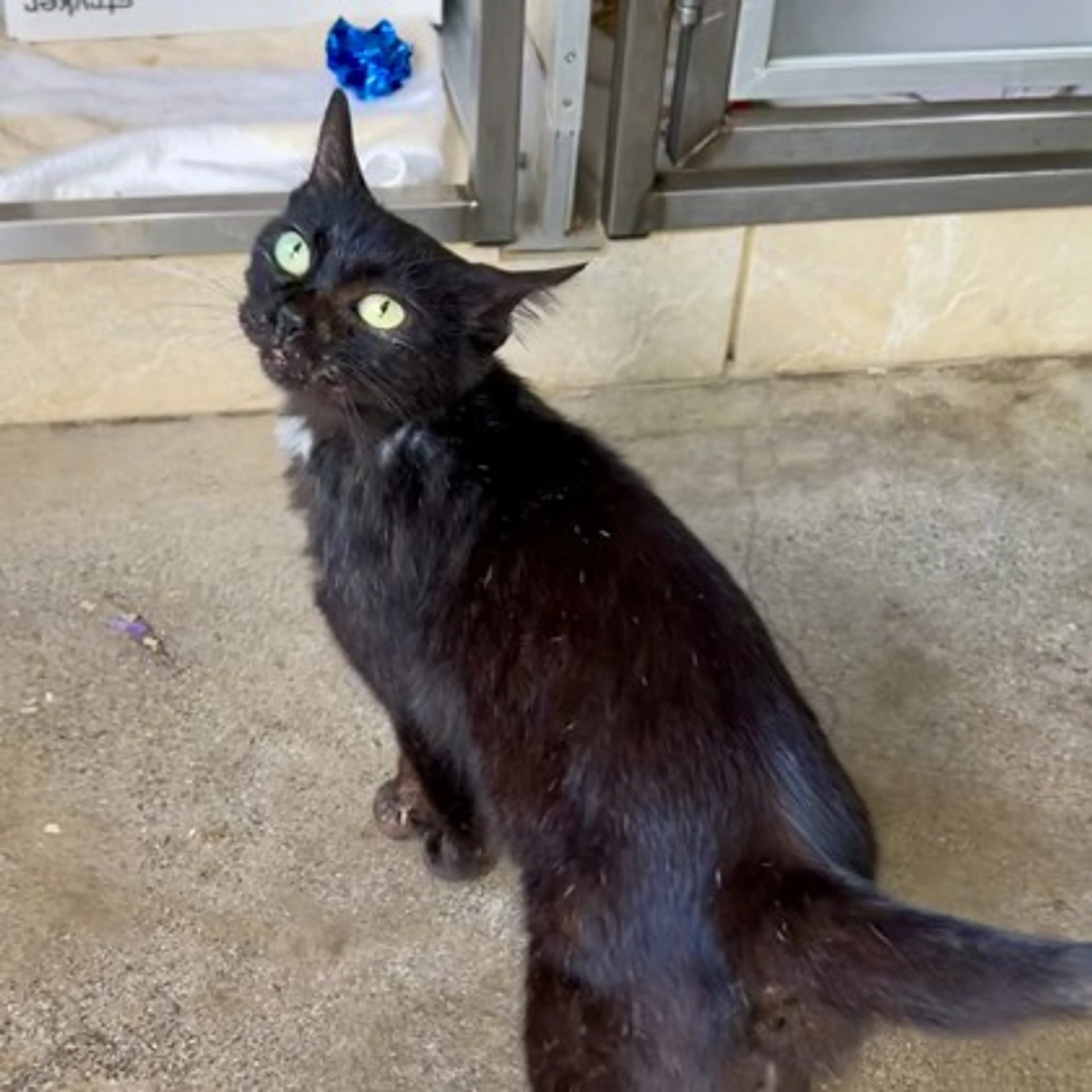 Found pet-0