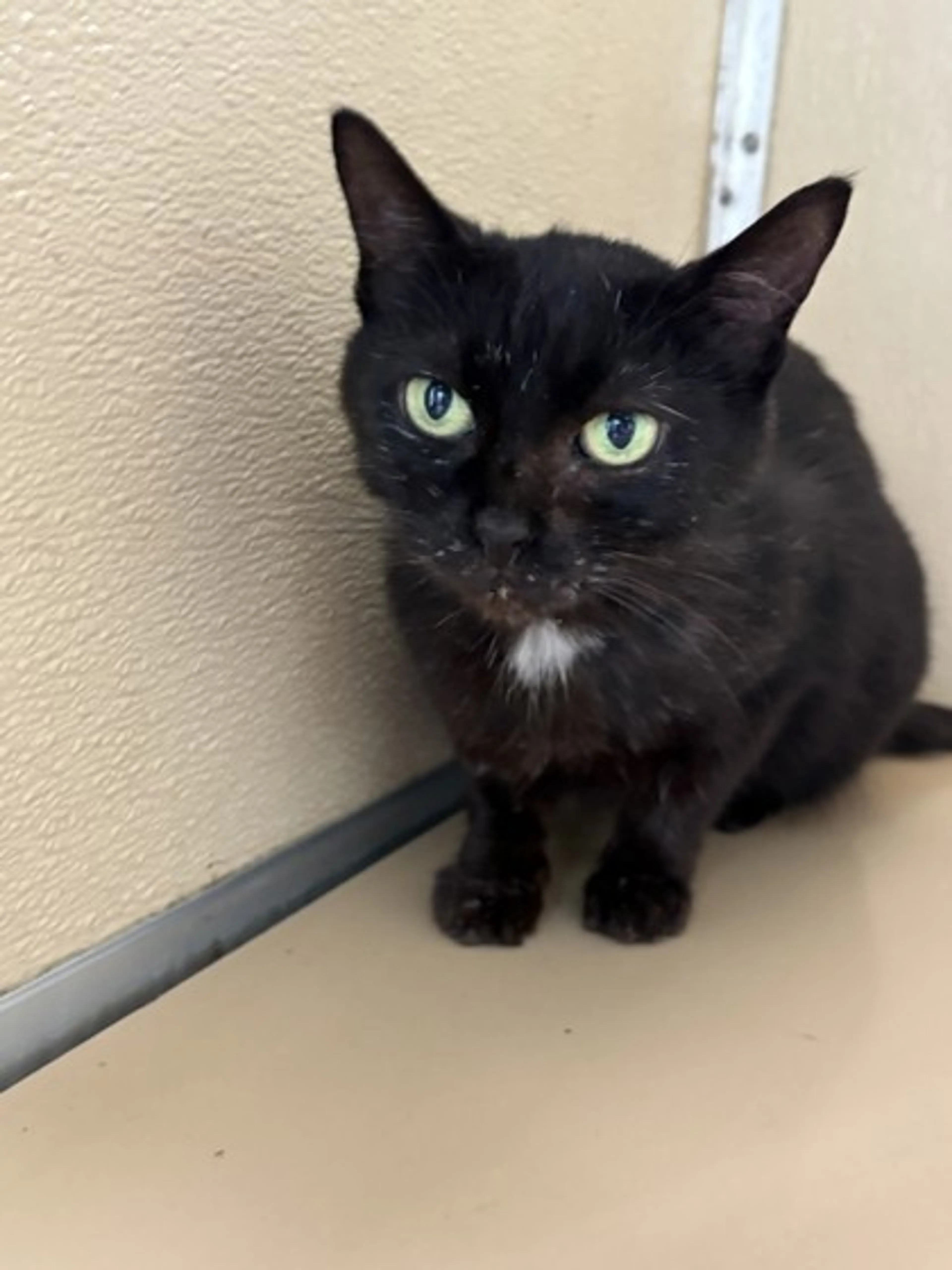 Found pet-1