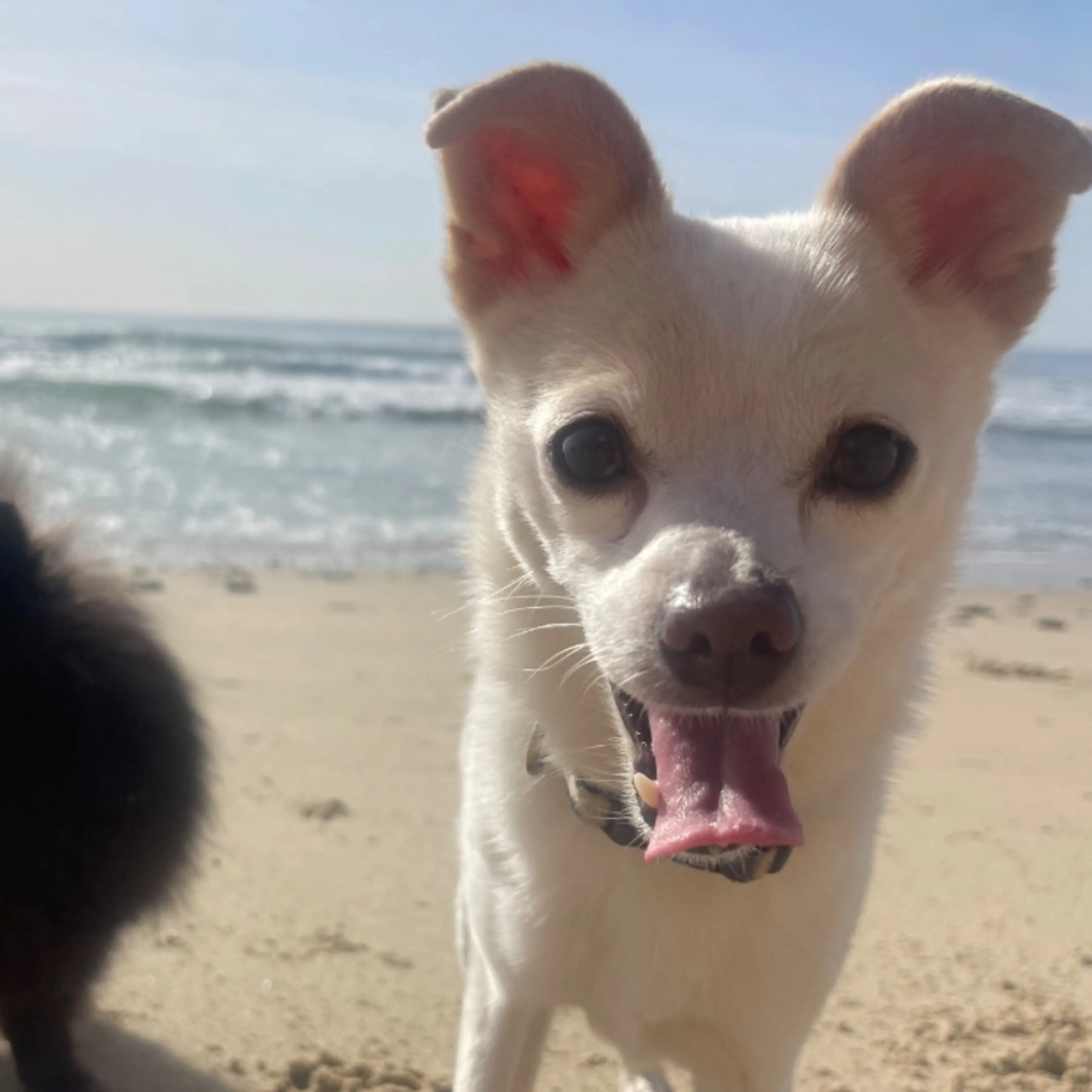 Lost pet