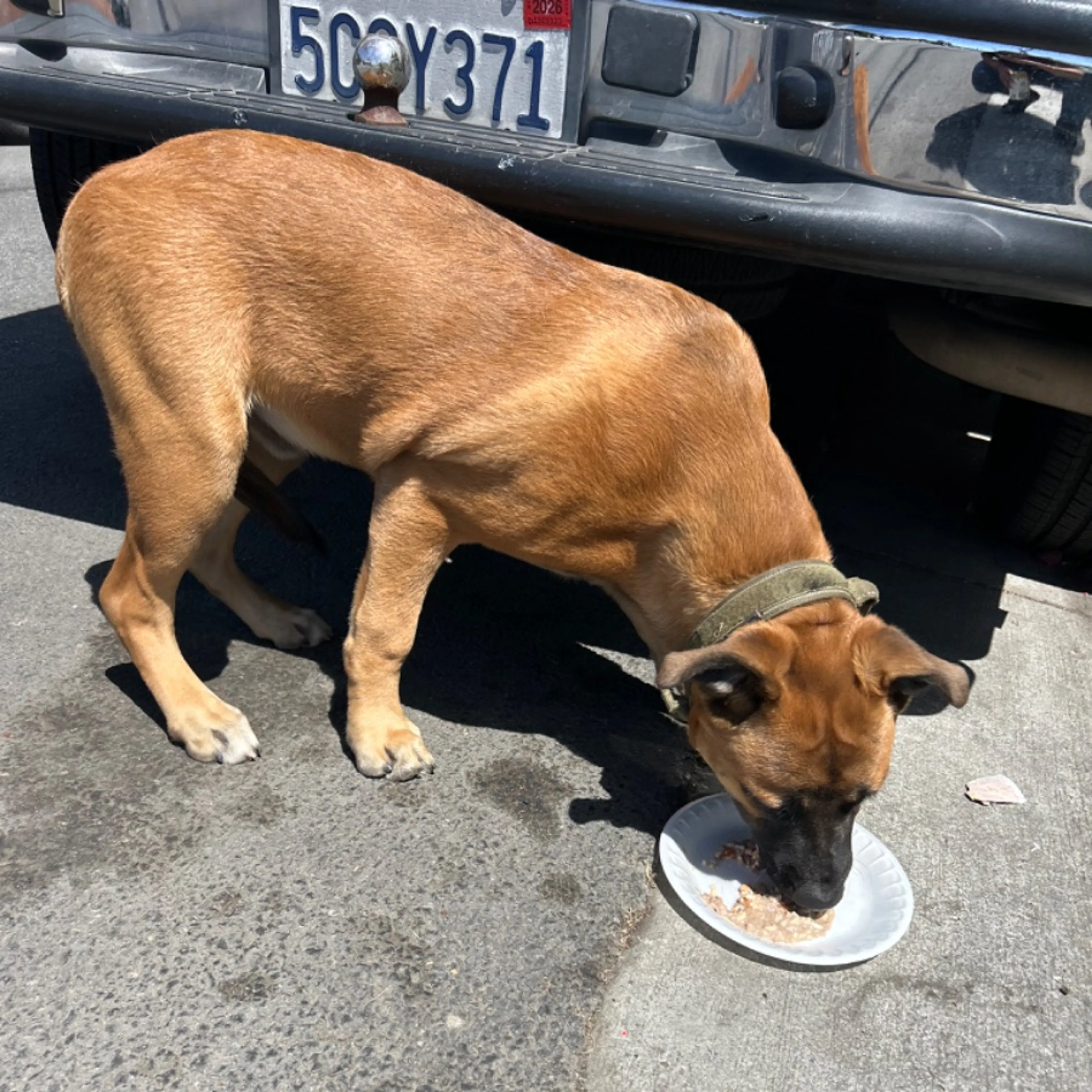 Found pet