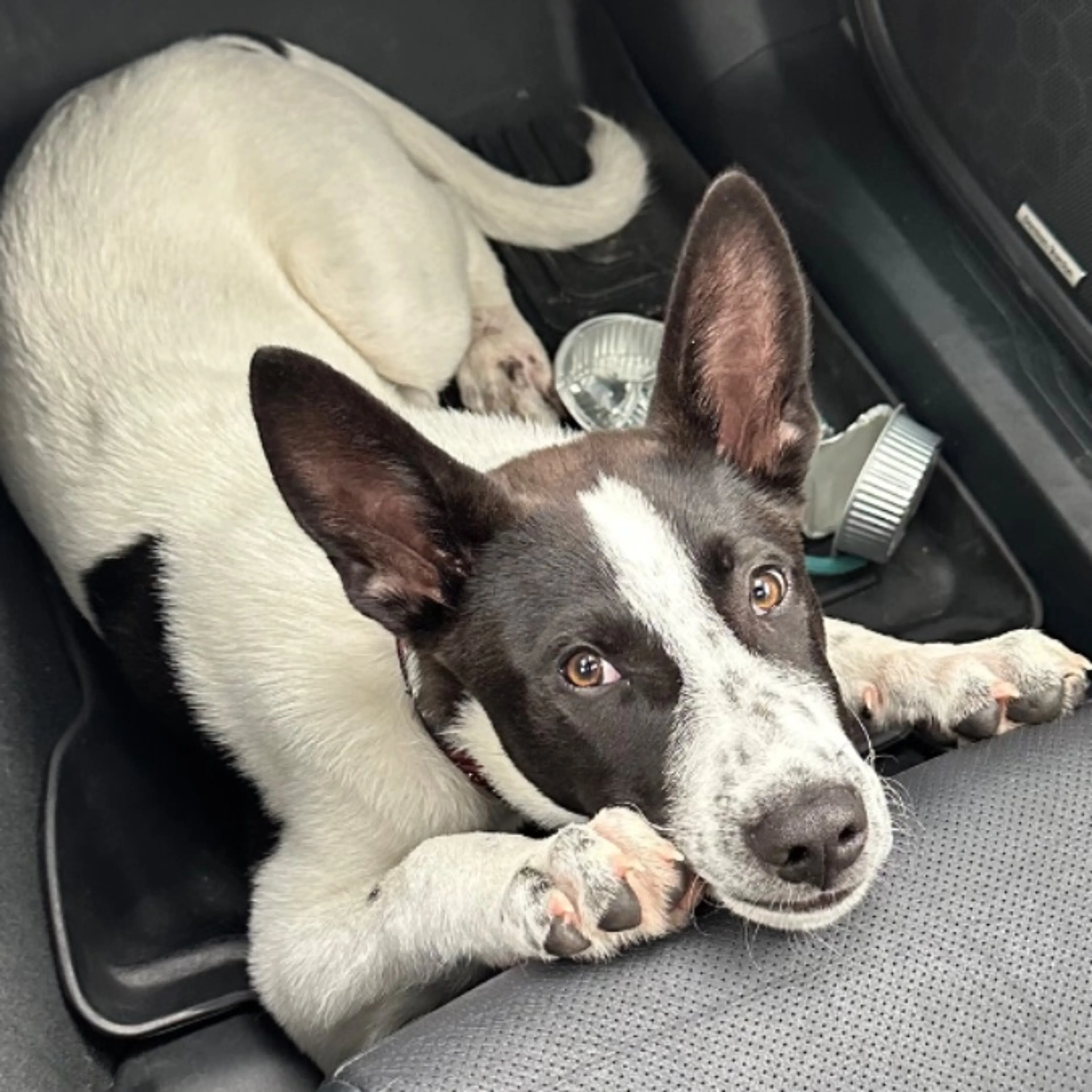 Found pet