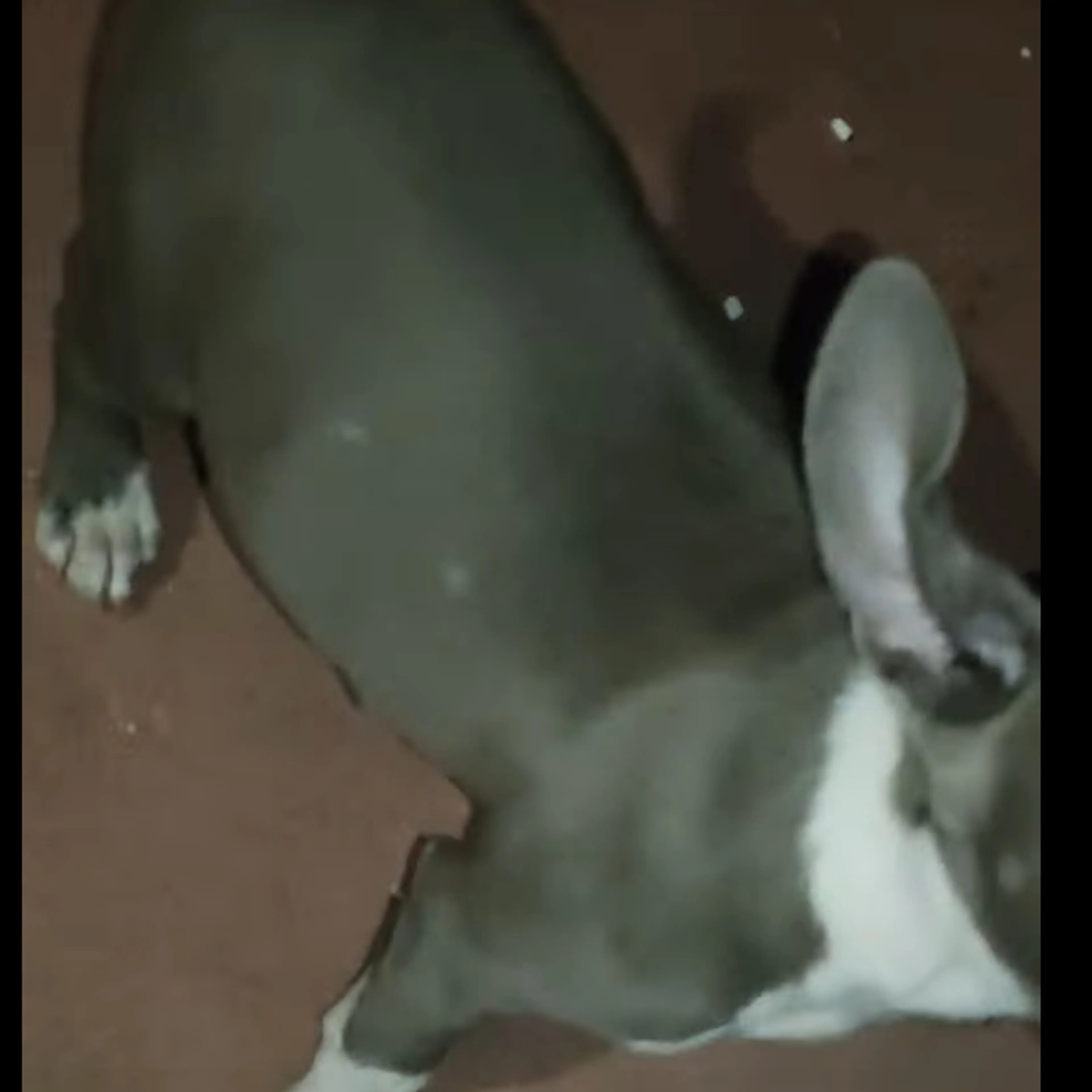 Lost pet-1