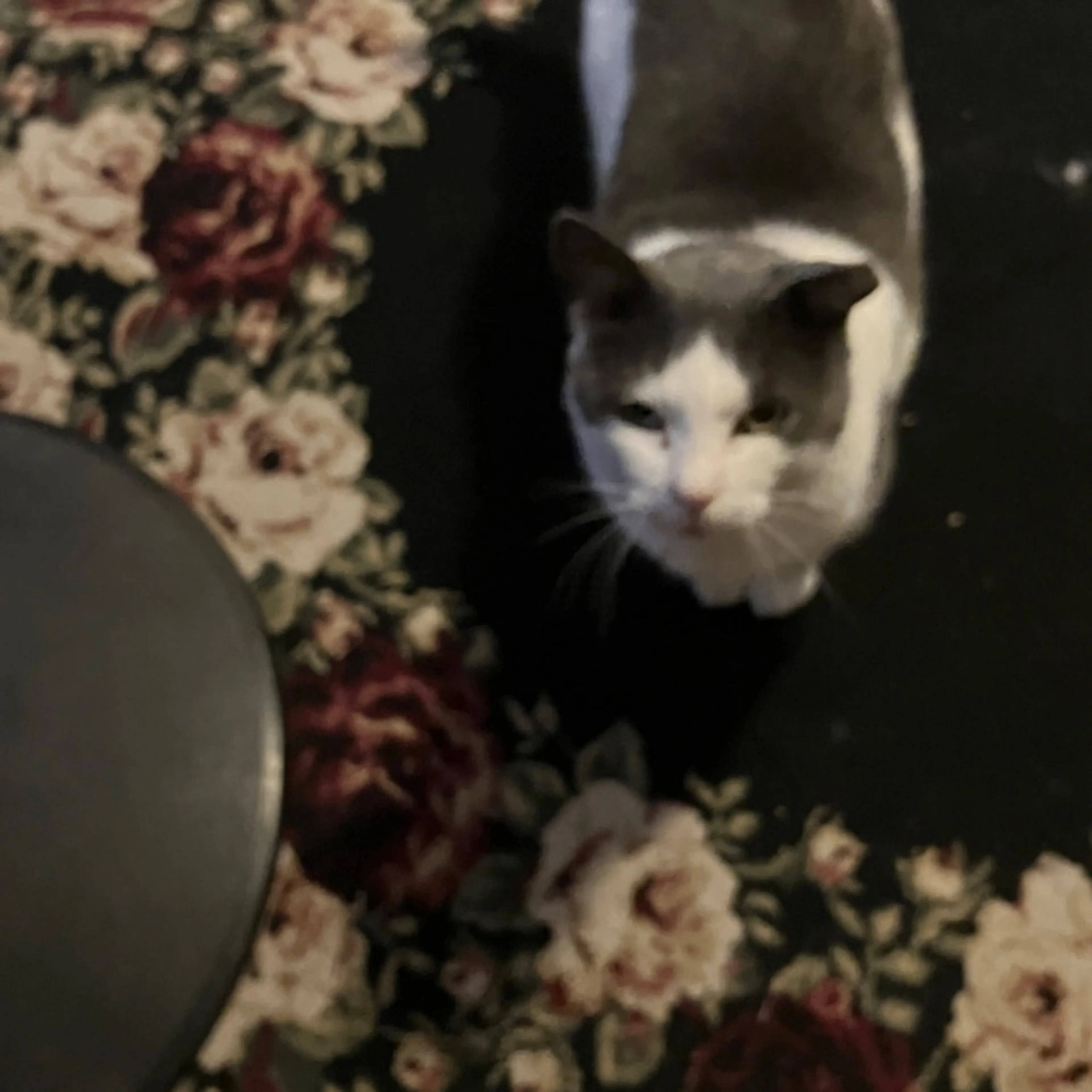 Lost pet