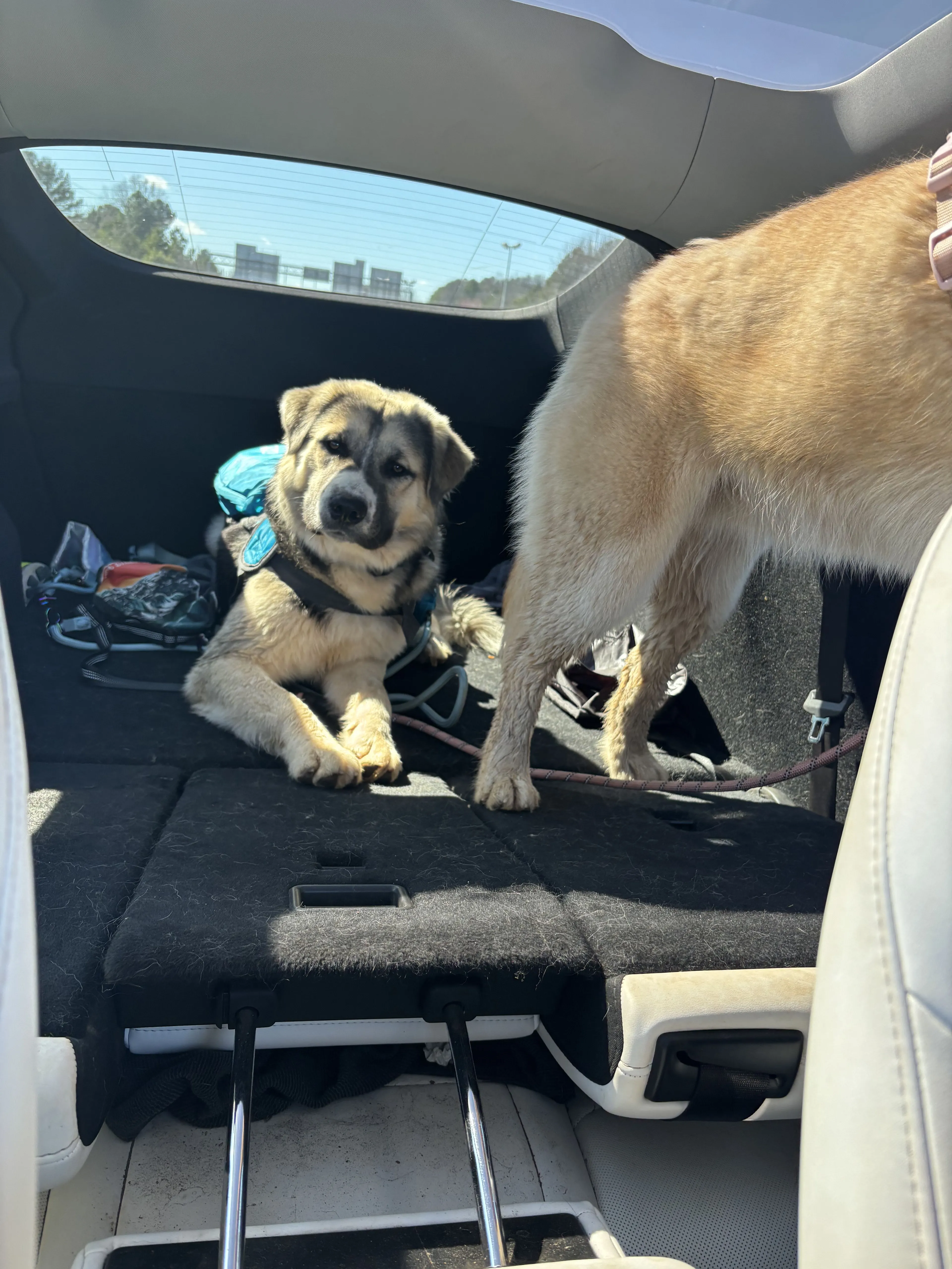 Lost pet-3