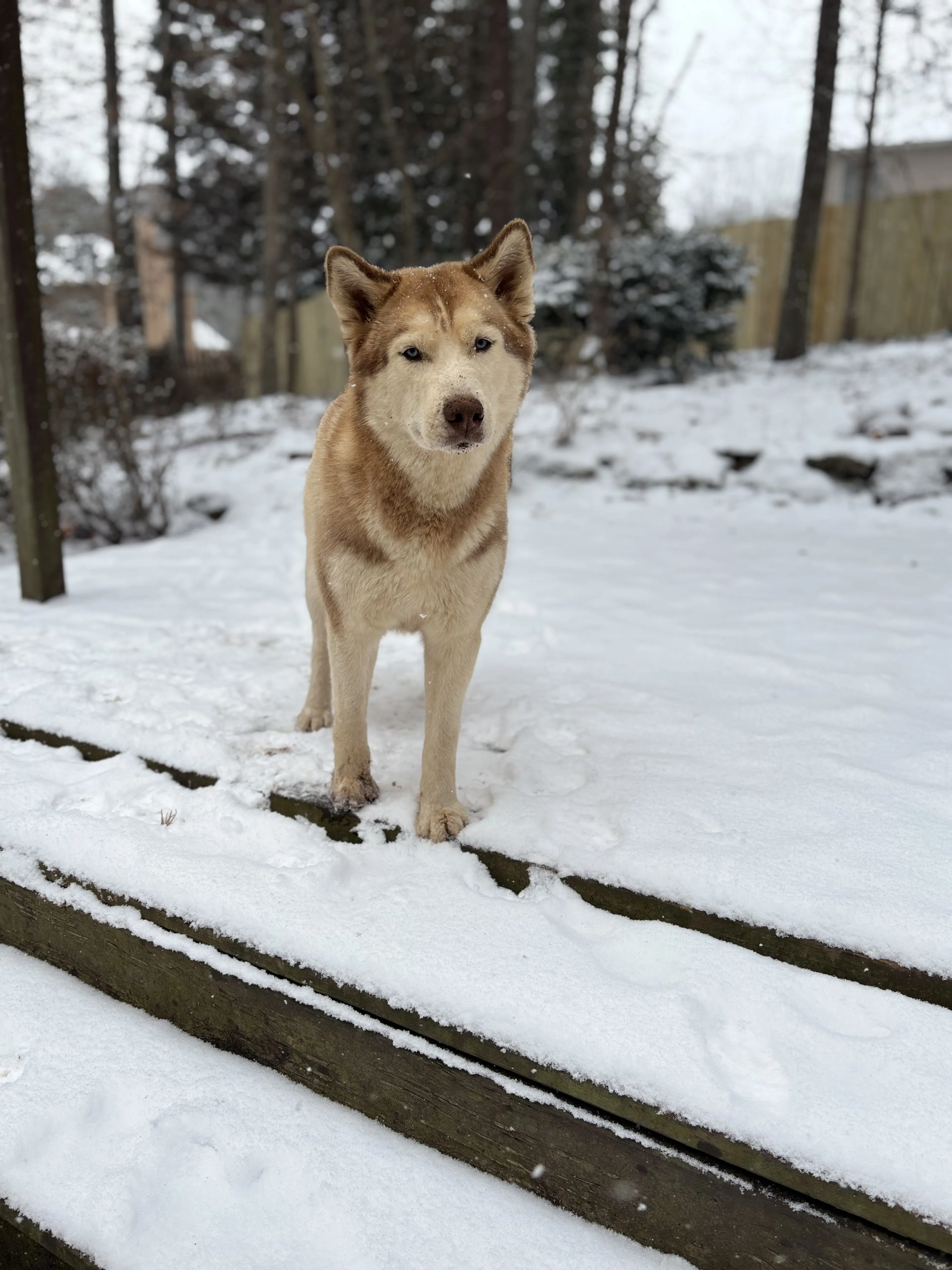 Lost pet-2