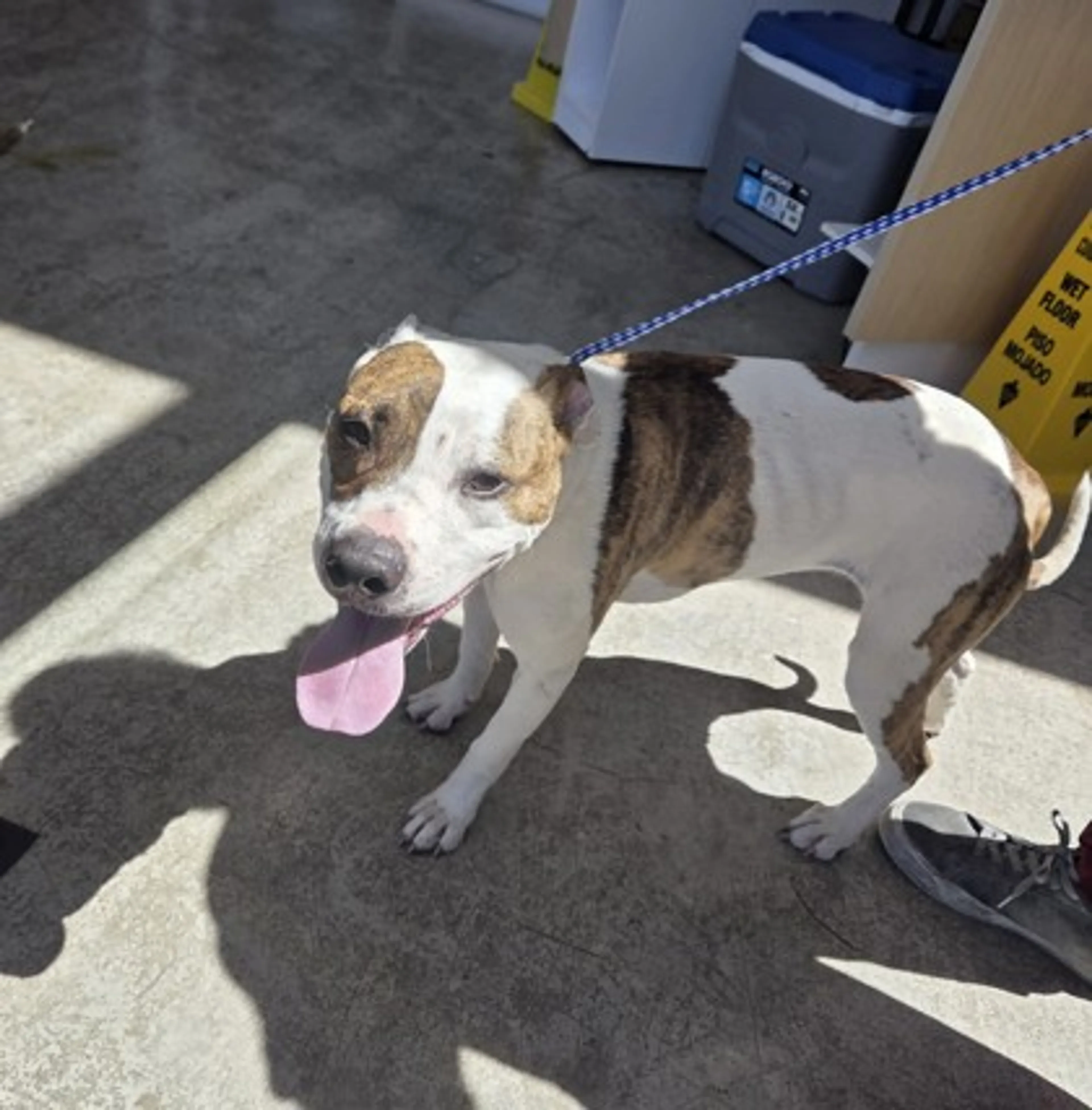 Found pet