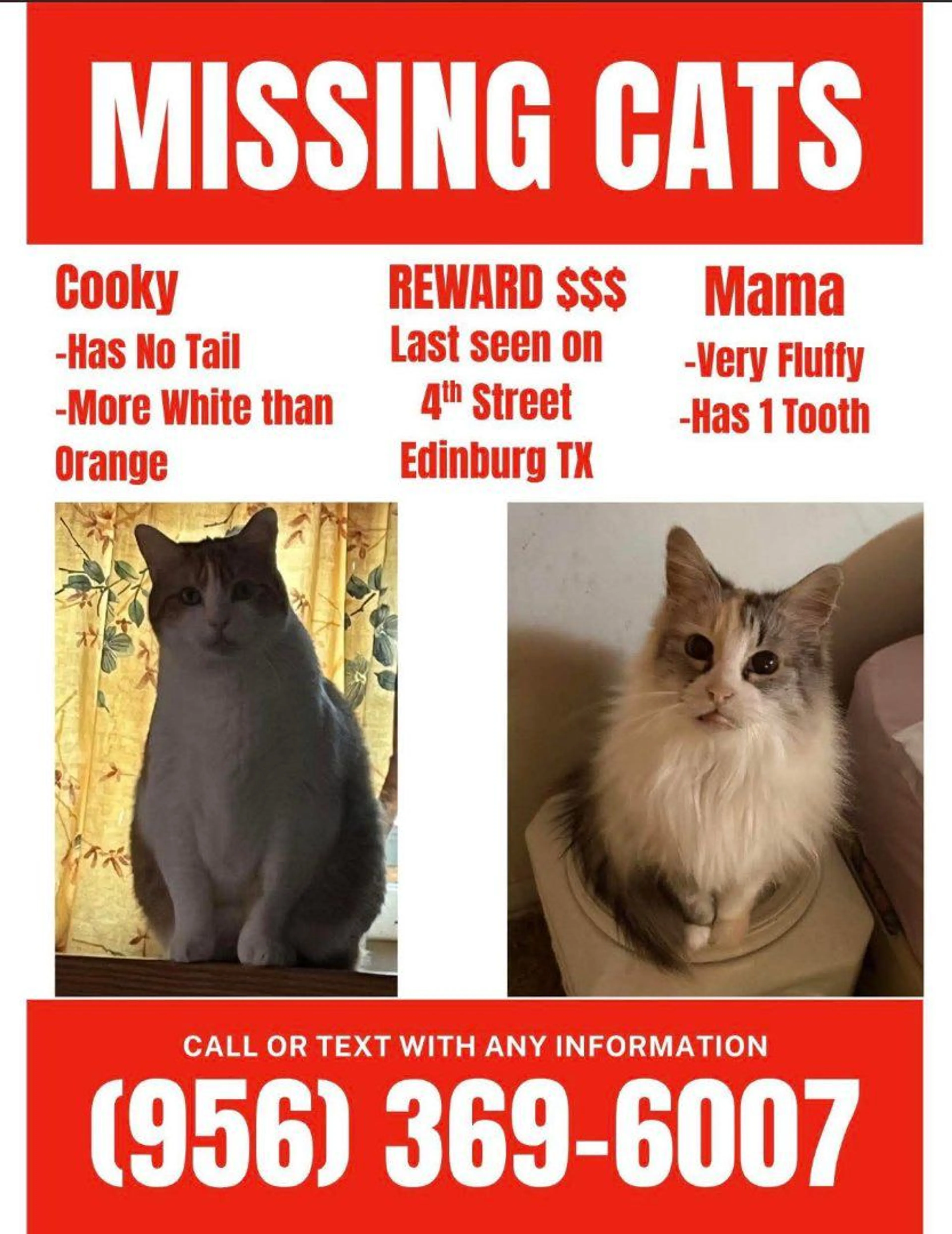 Lost pet