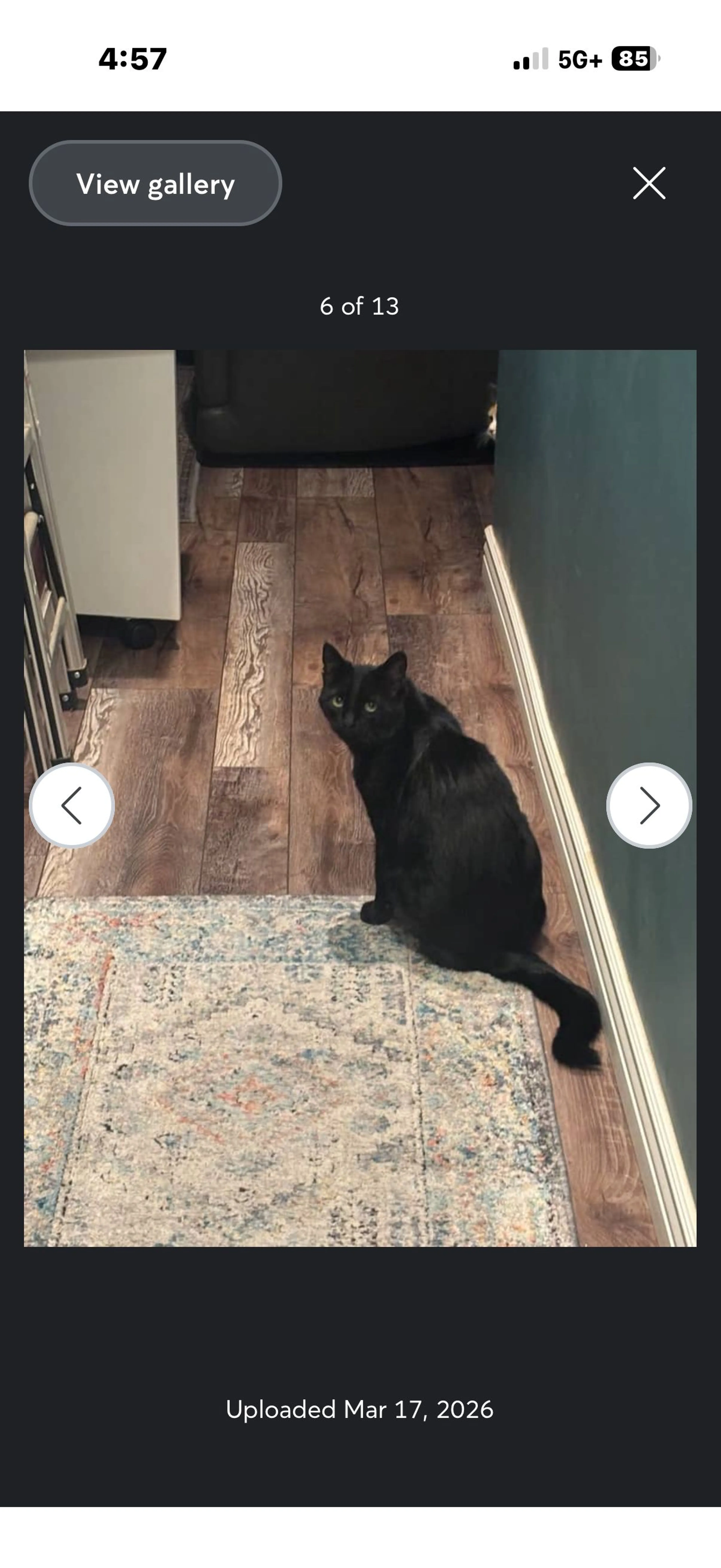 Lost pet