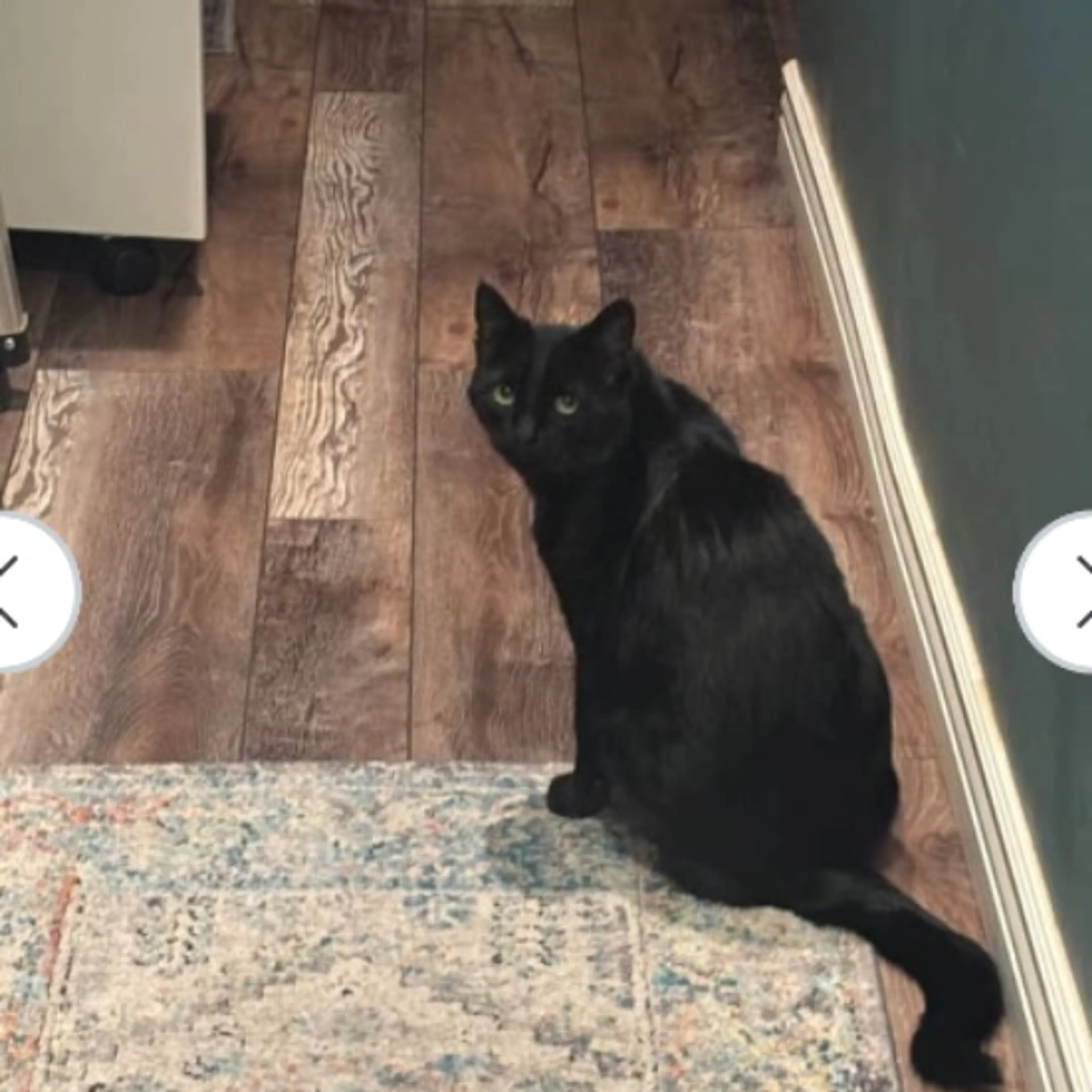Lost pet