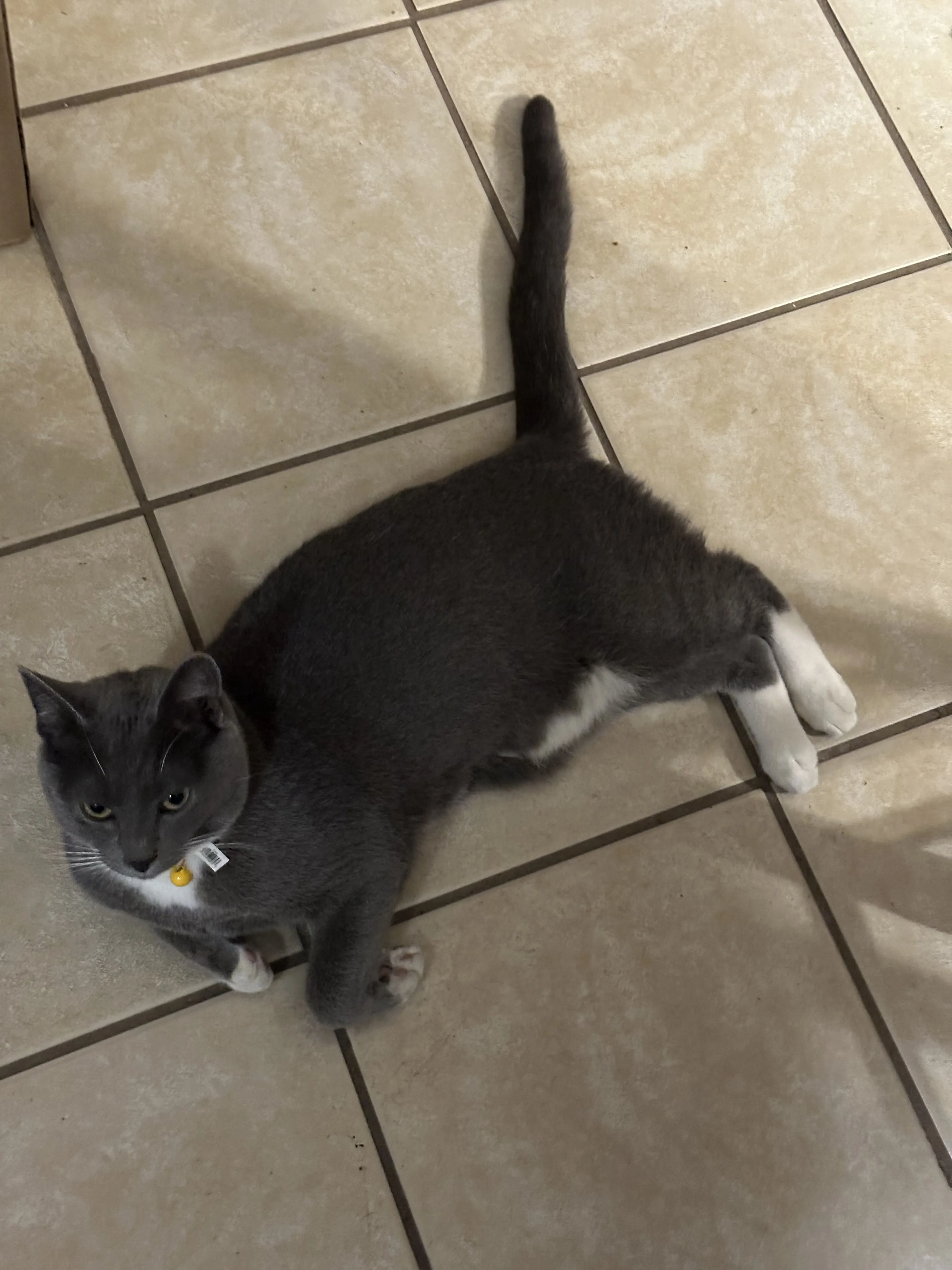 Lost pet-1